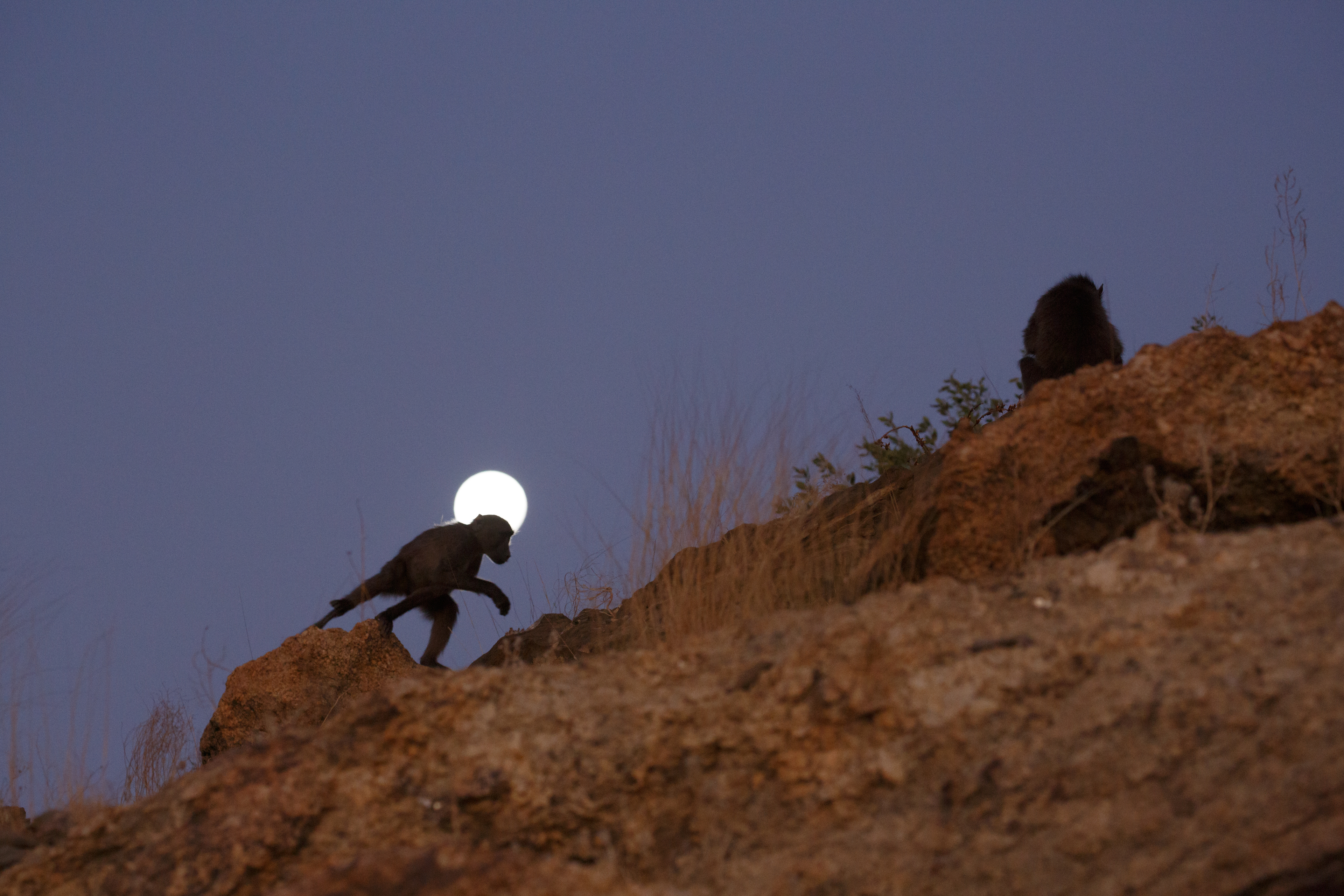 Full moon on the rise