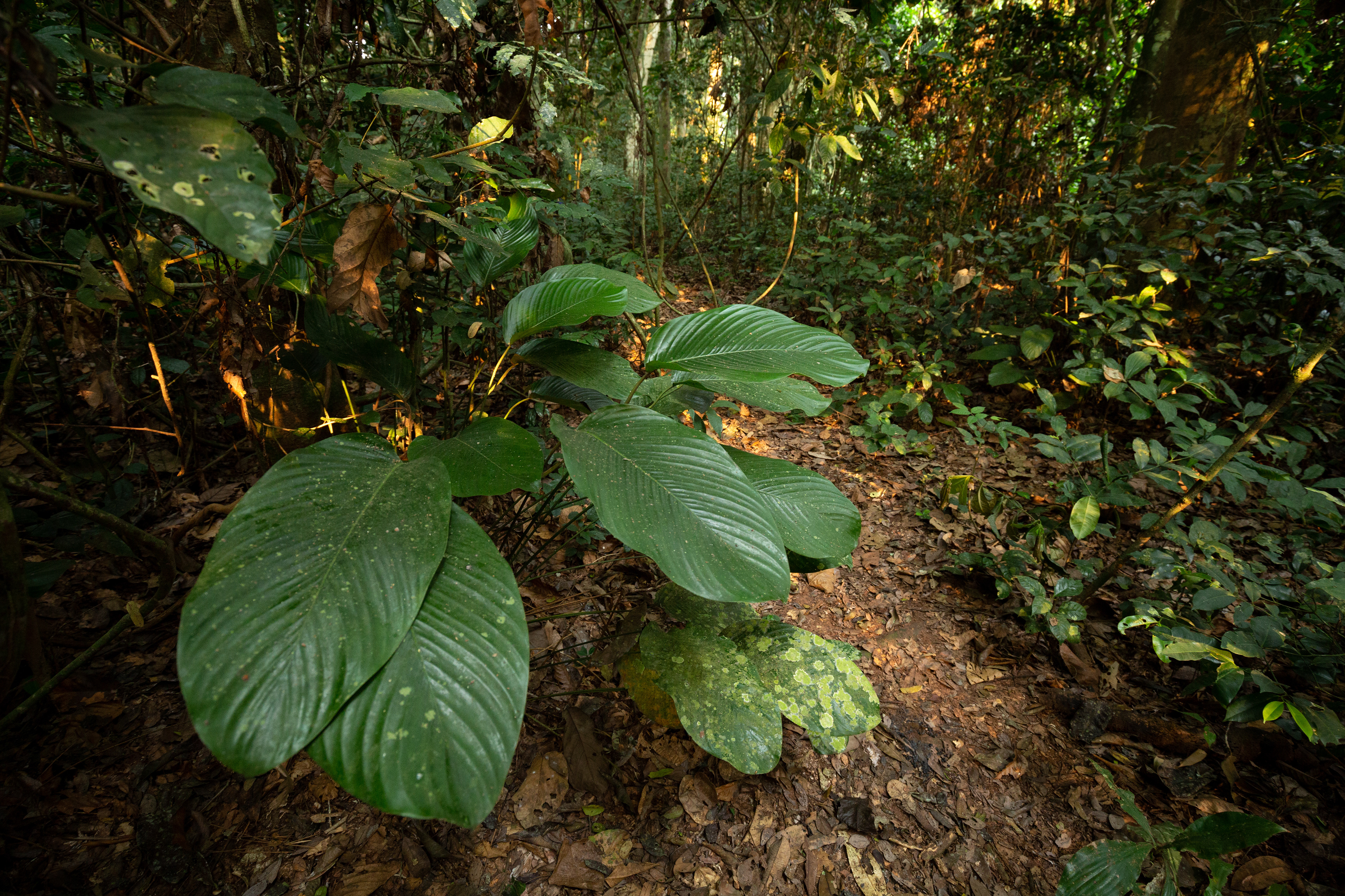 Navigating in a vegetal world