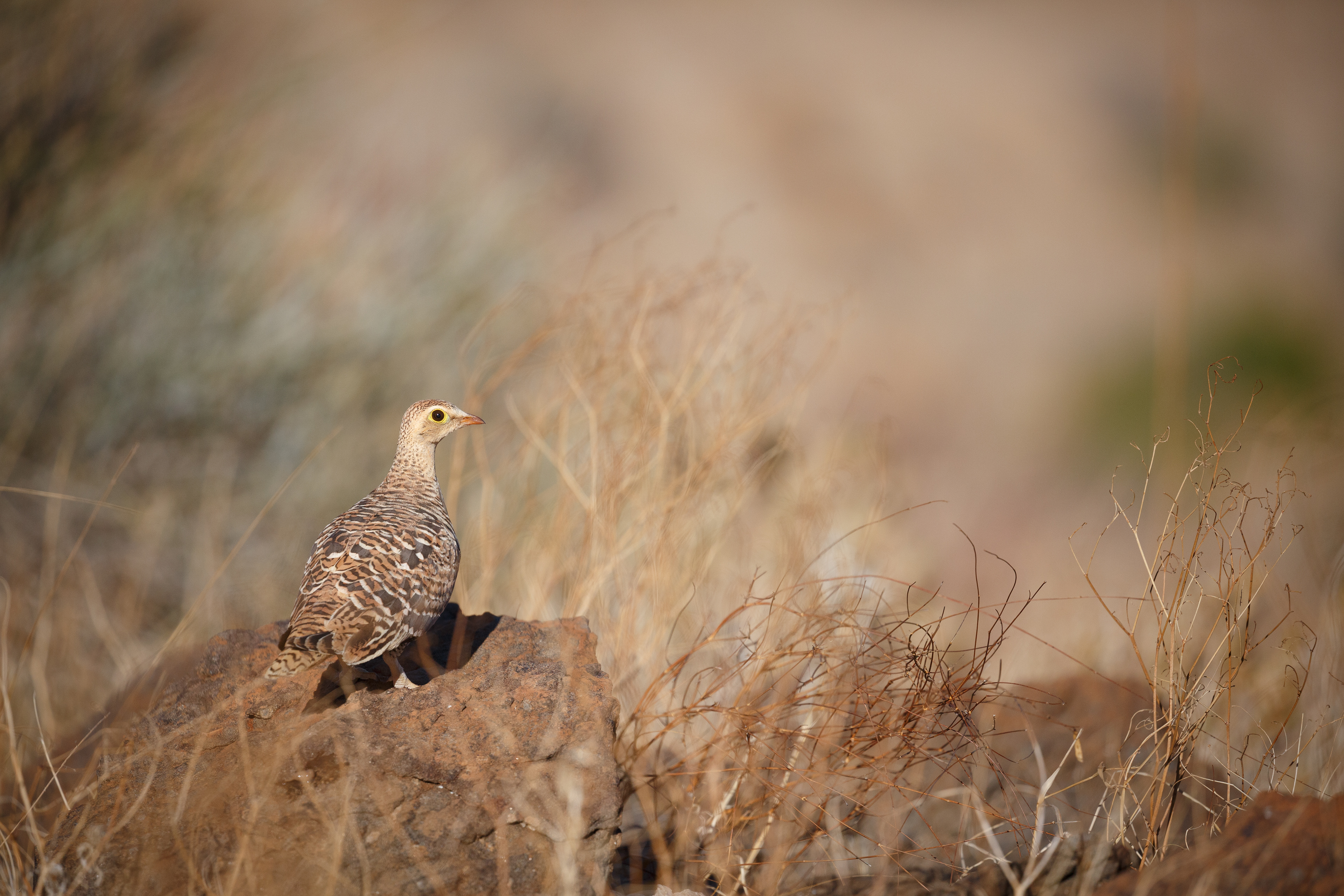 Double-banded sandgrouse