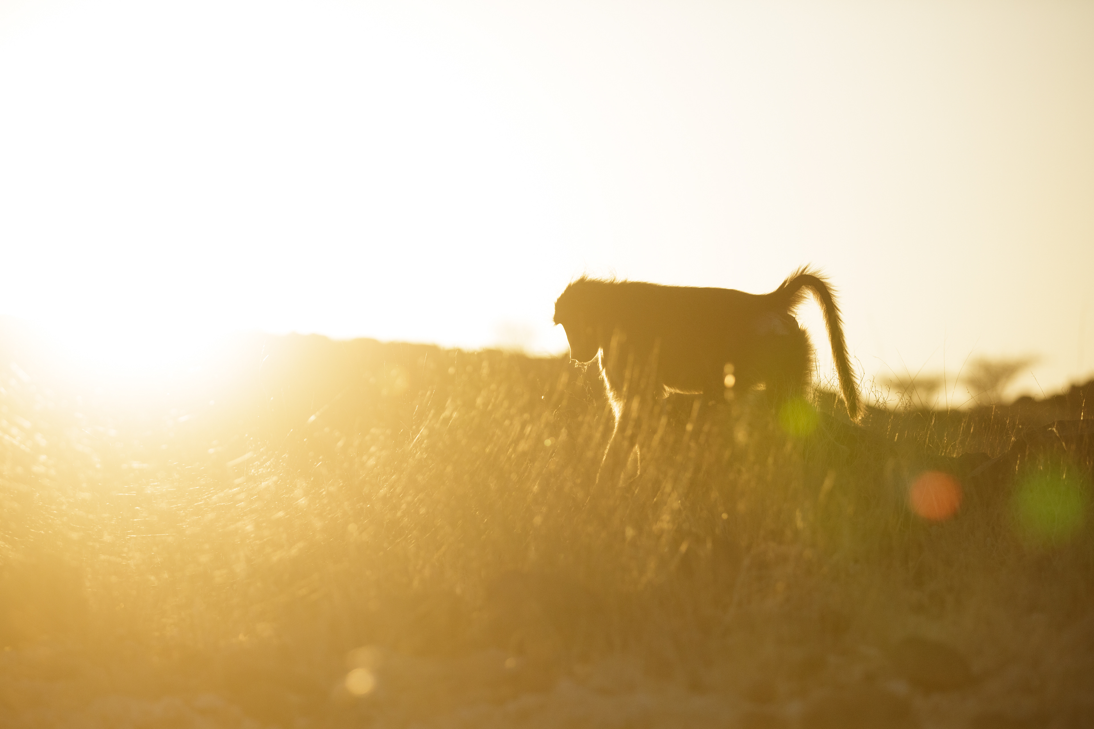 On the sunny grass hills