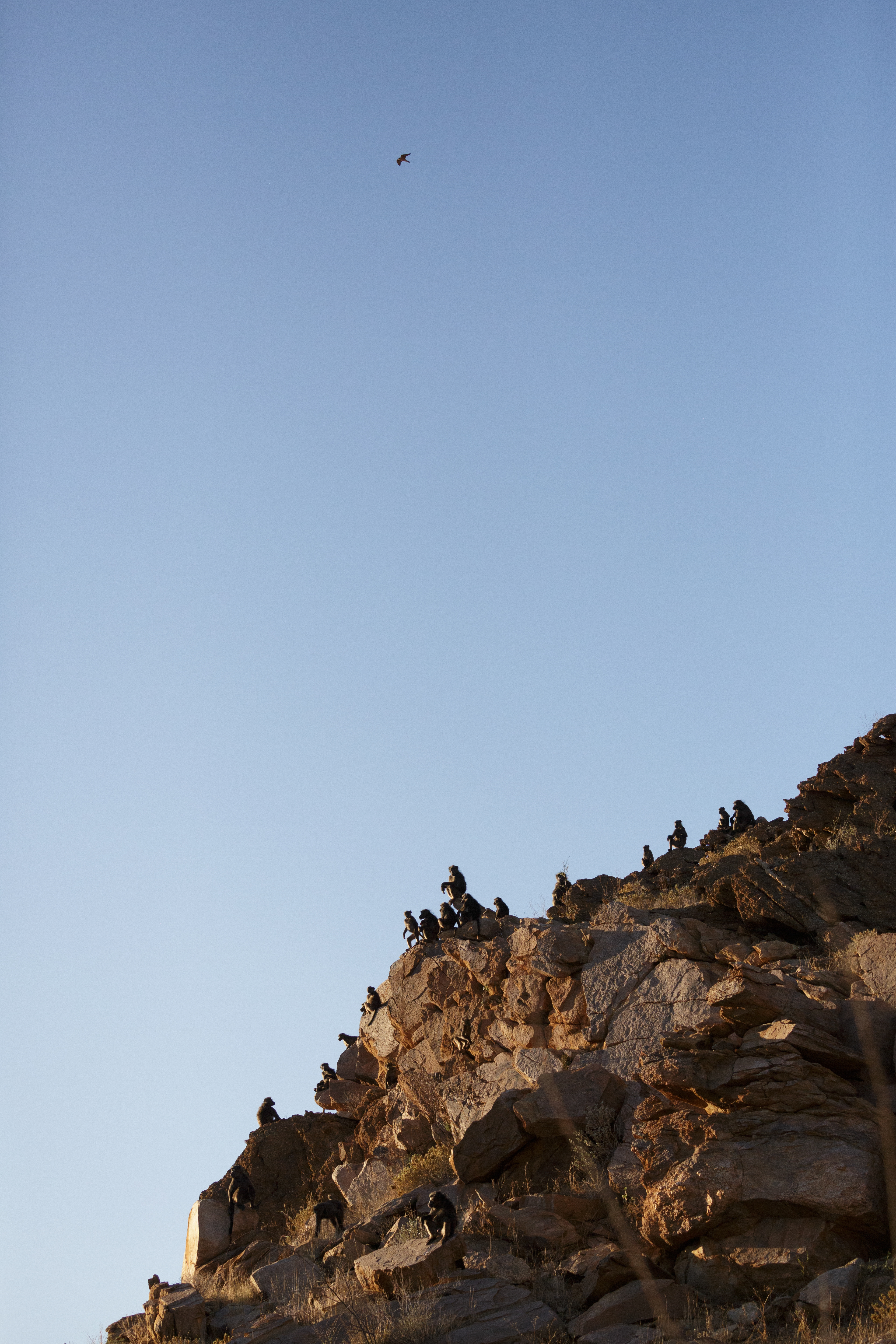 Kestrel scouting over the troop