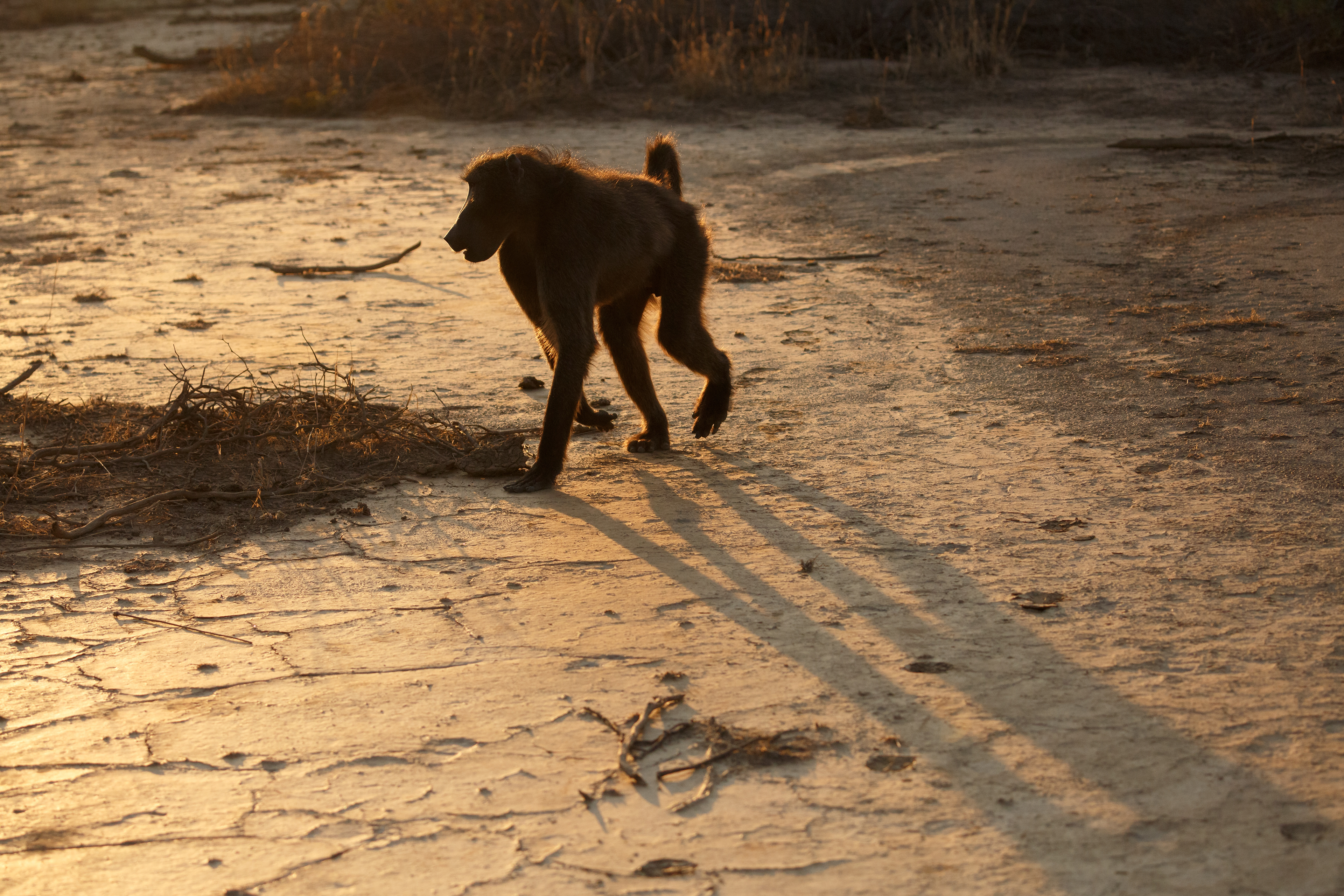 Crossing the dry riverbed in the morning