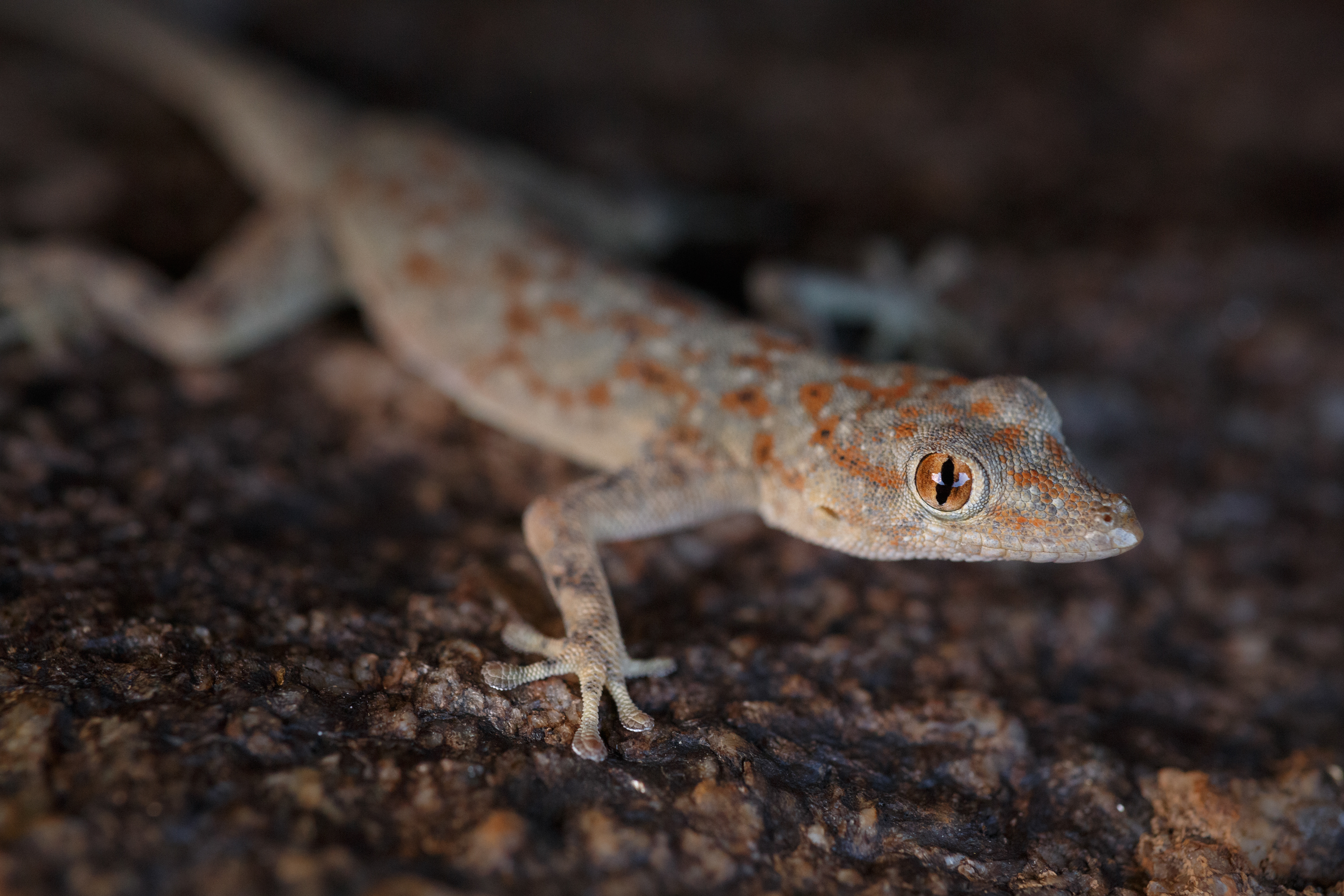 Namib day gecko