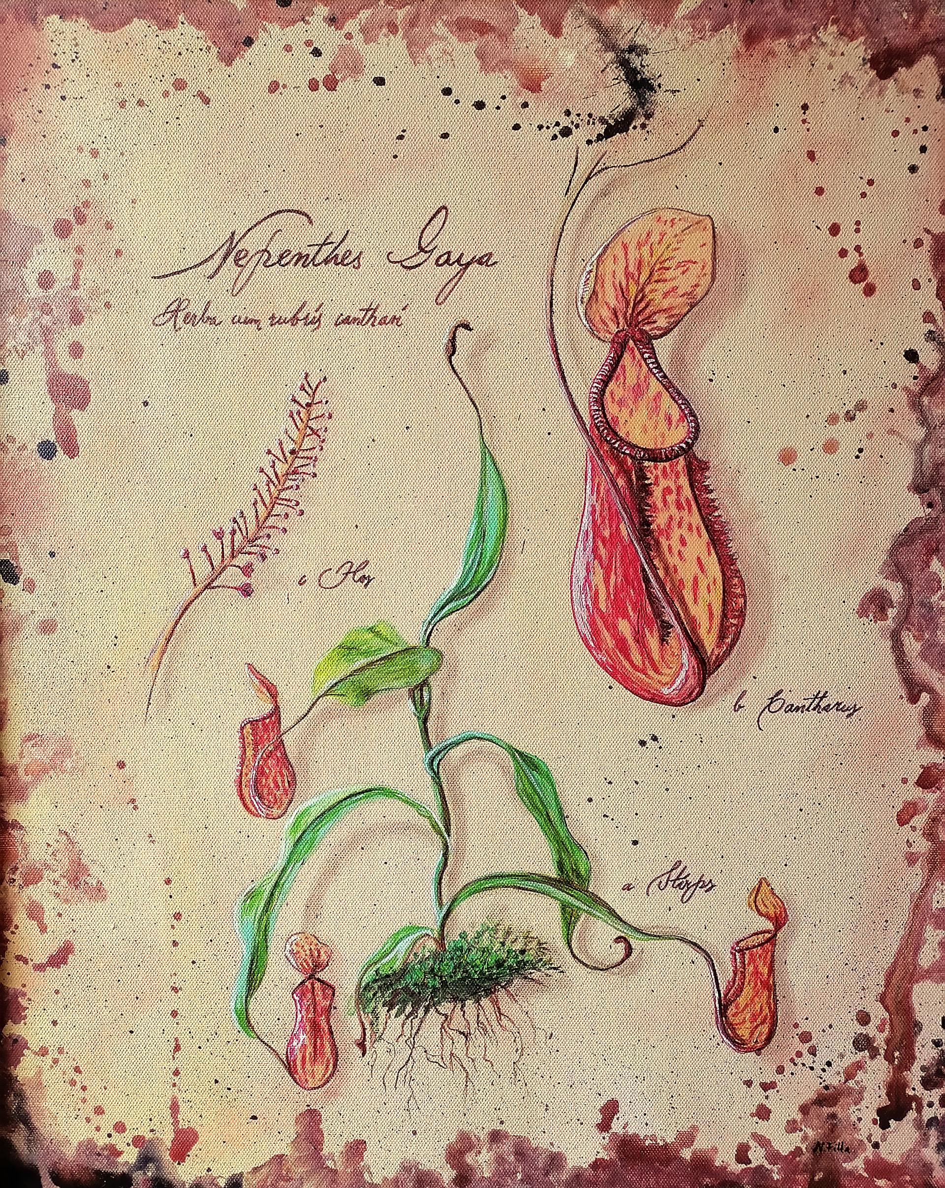 Nepenthes Gaya, 2021, Acryl auf Leinwand, 50x60cm - verkauft