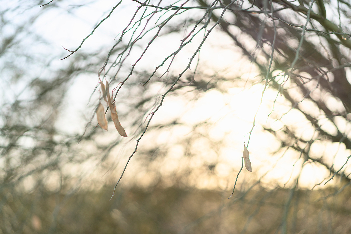Las Espinas del Palo Verde