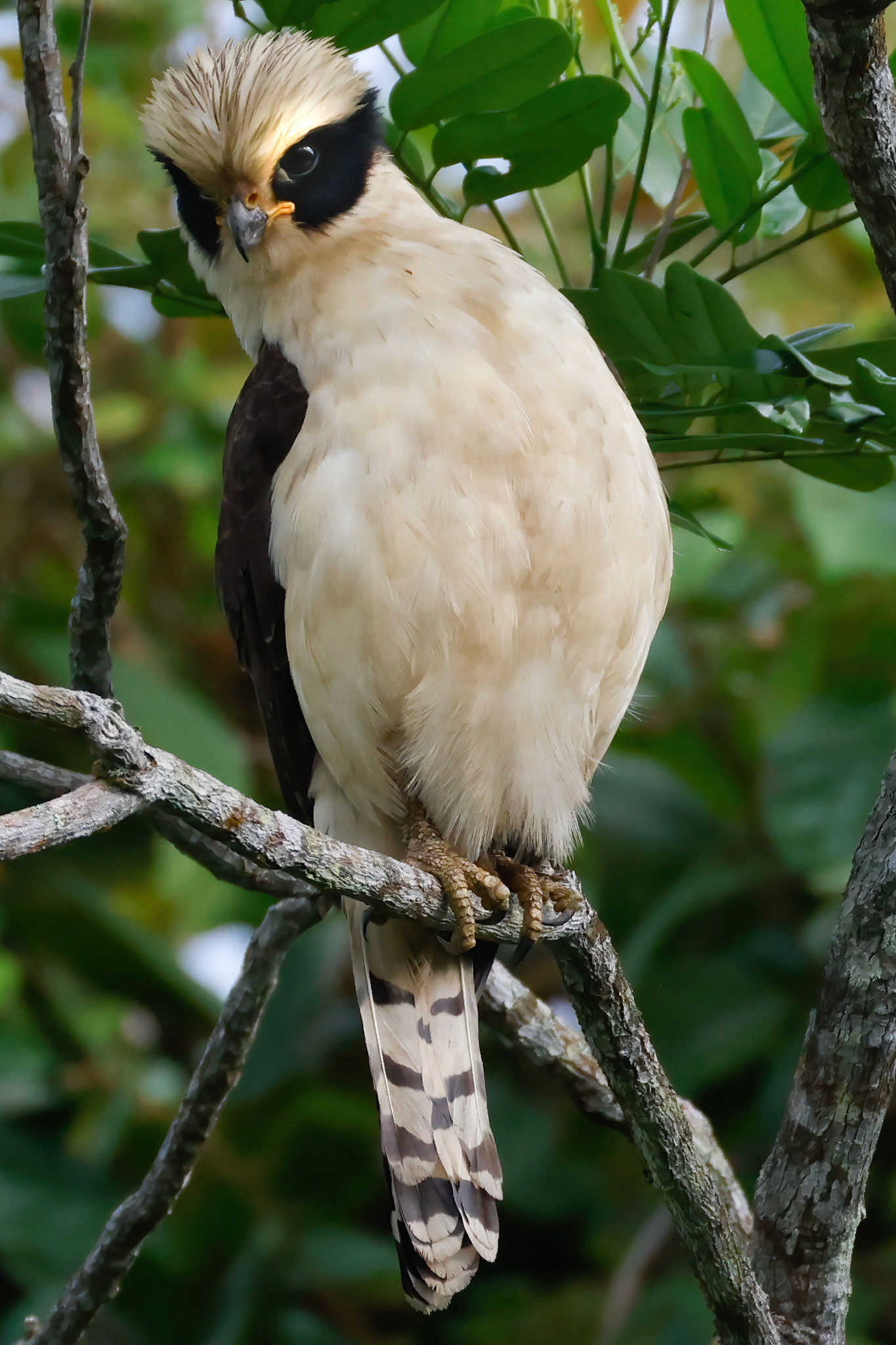 Laughing Falcon — Yatama Birding Route, Costa Rica