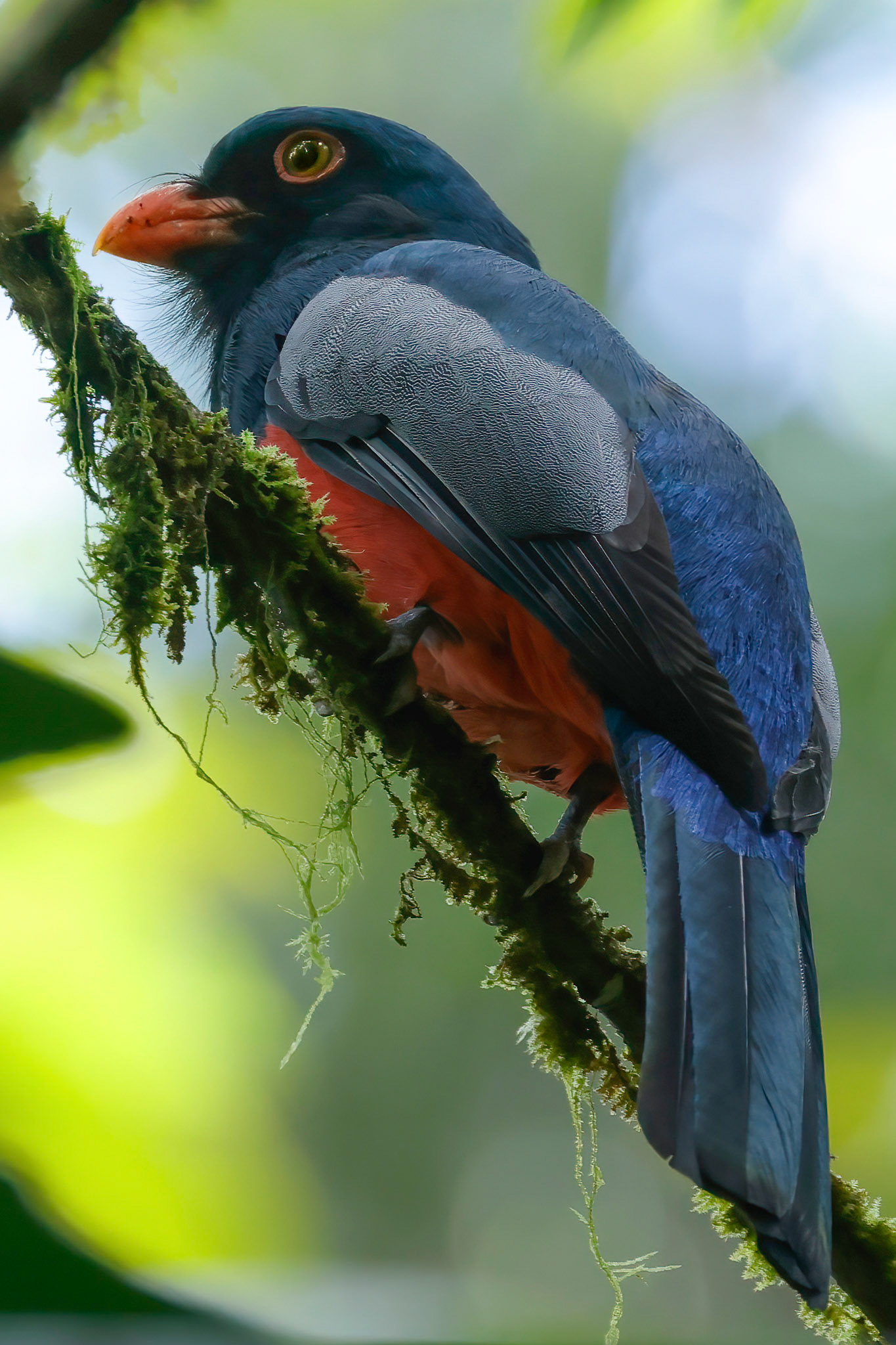 Slaty-tailed Trogon — La Selva Biological Station, Costa Rica