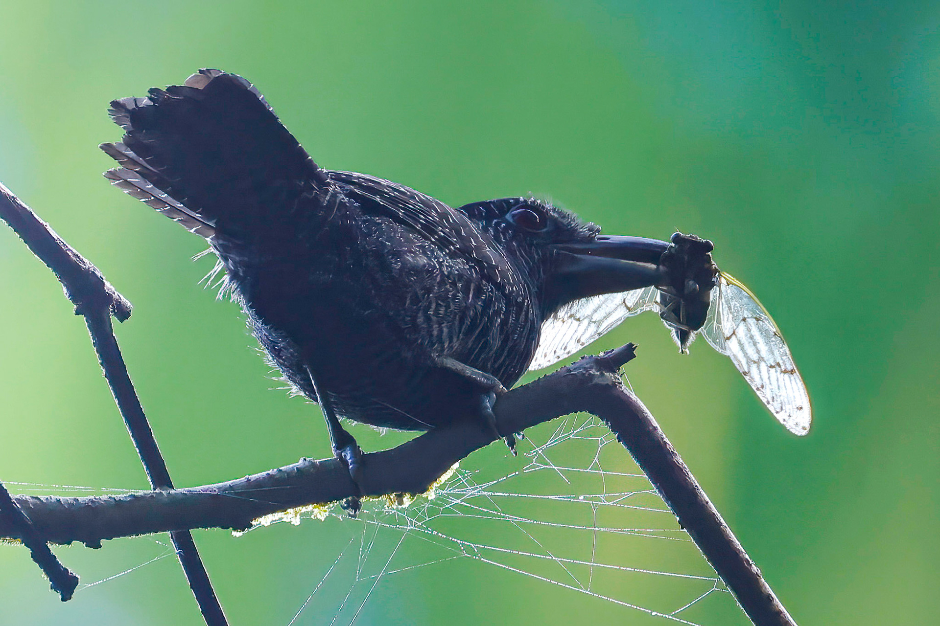 Fasciated Antshrike — La Selva Biological Station