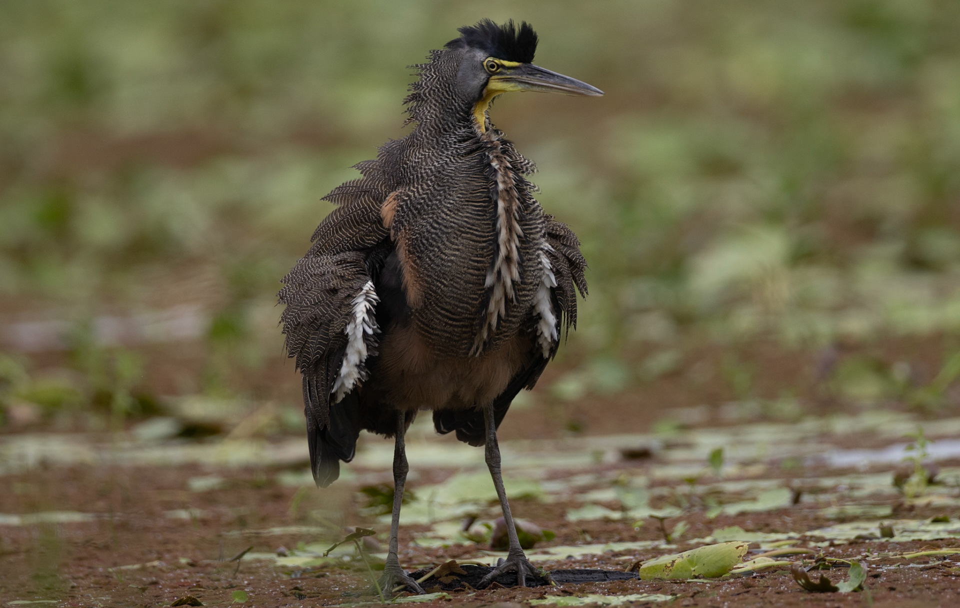 Bare-throated Tiger-Heron — Caño Negro Wildlife Refuge