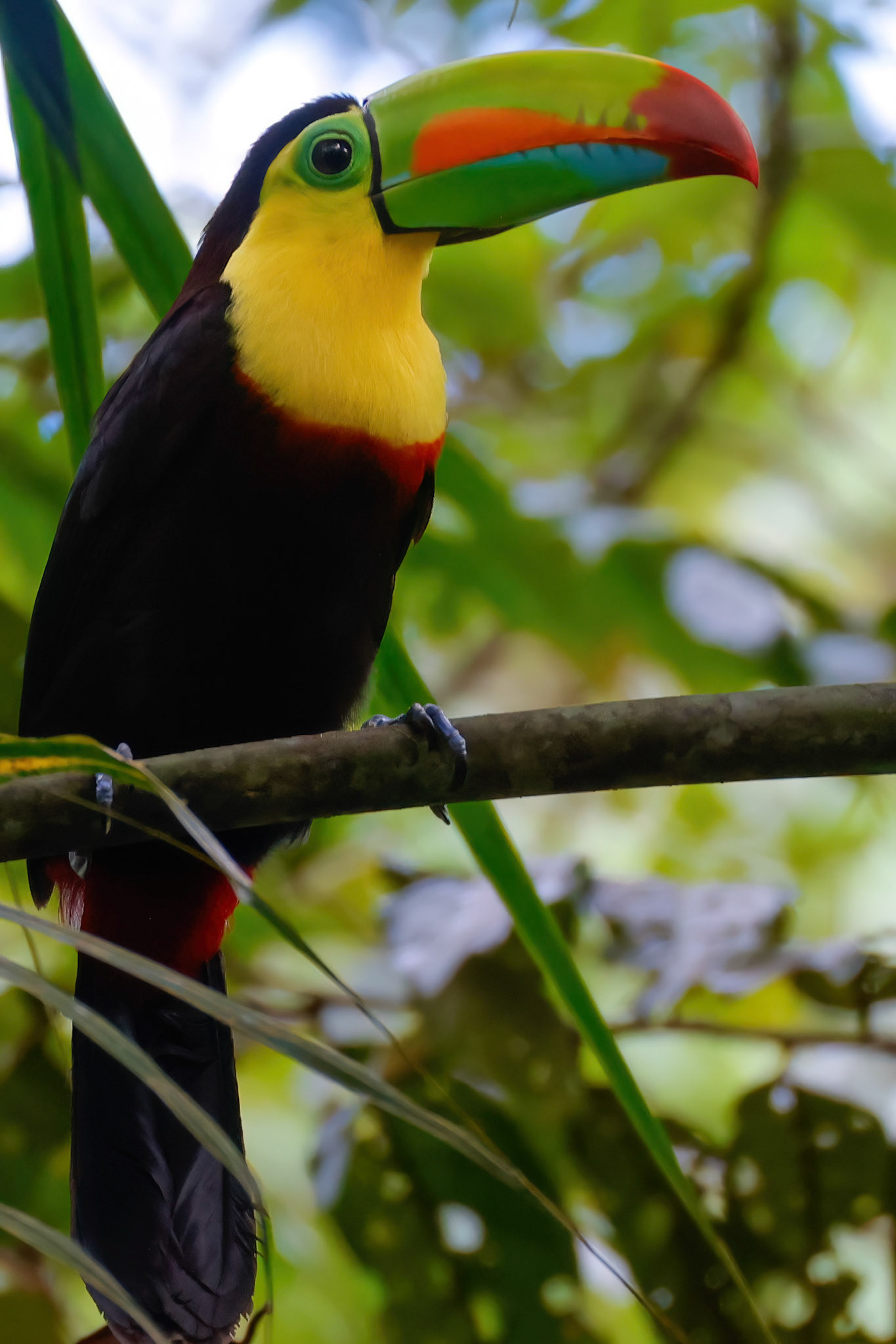 Keel-billed Toucan — Yatama Ecolodge