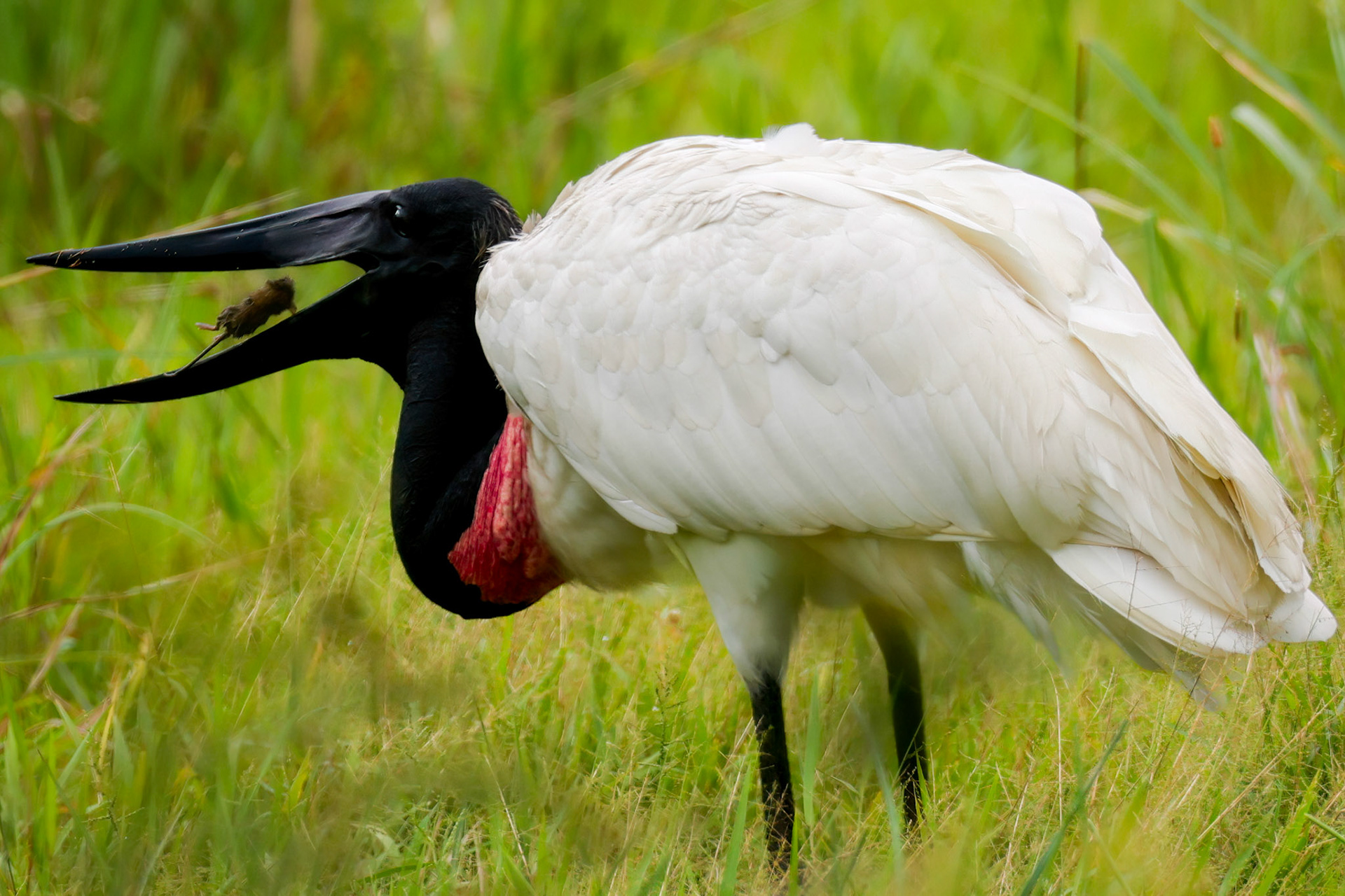 Jabiru — Caño Negro Wildlife Refuge, Costa Rica