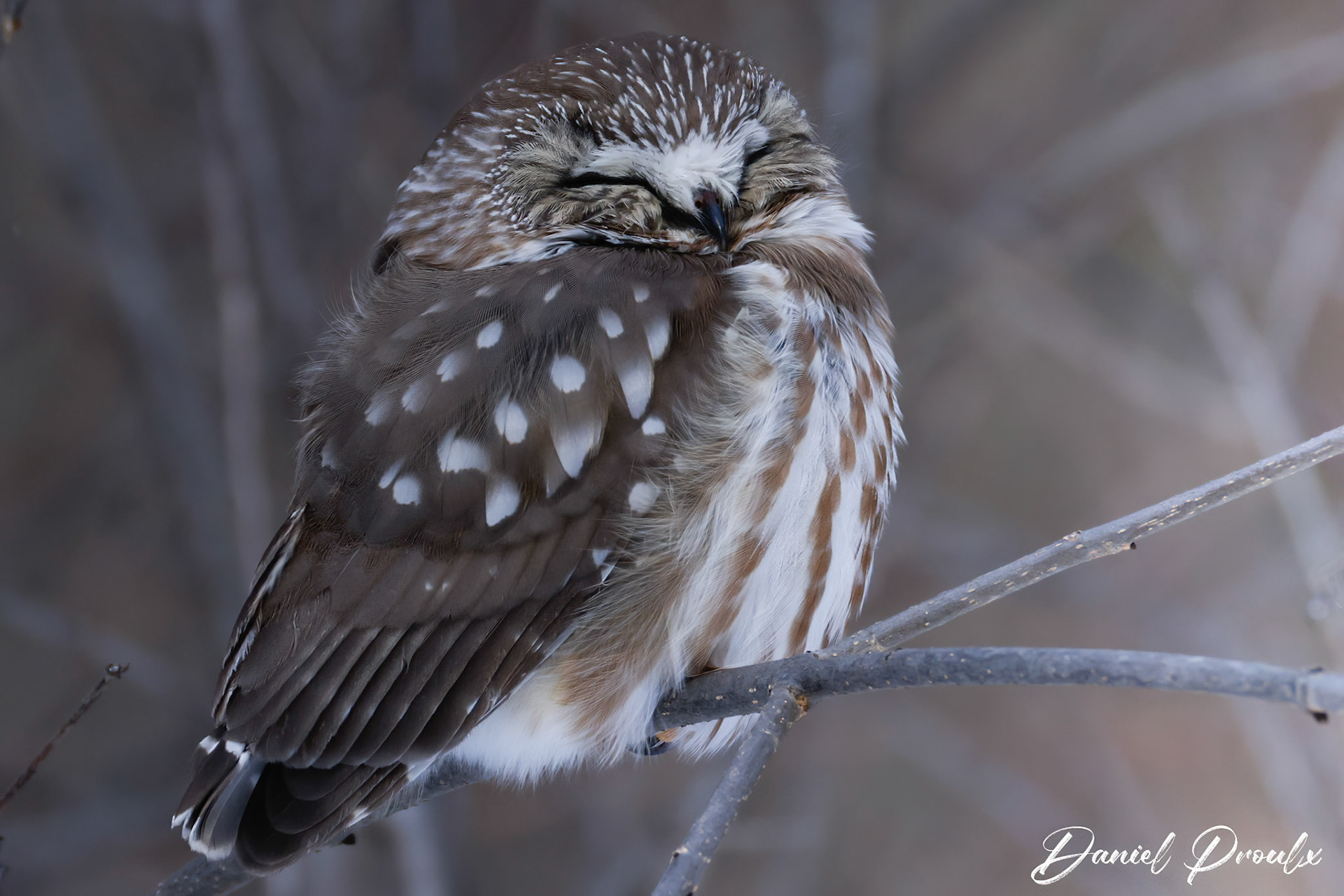 Northern Saw-whet Owl — Montréal, Québec