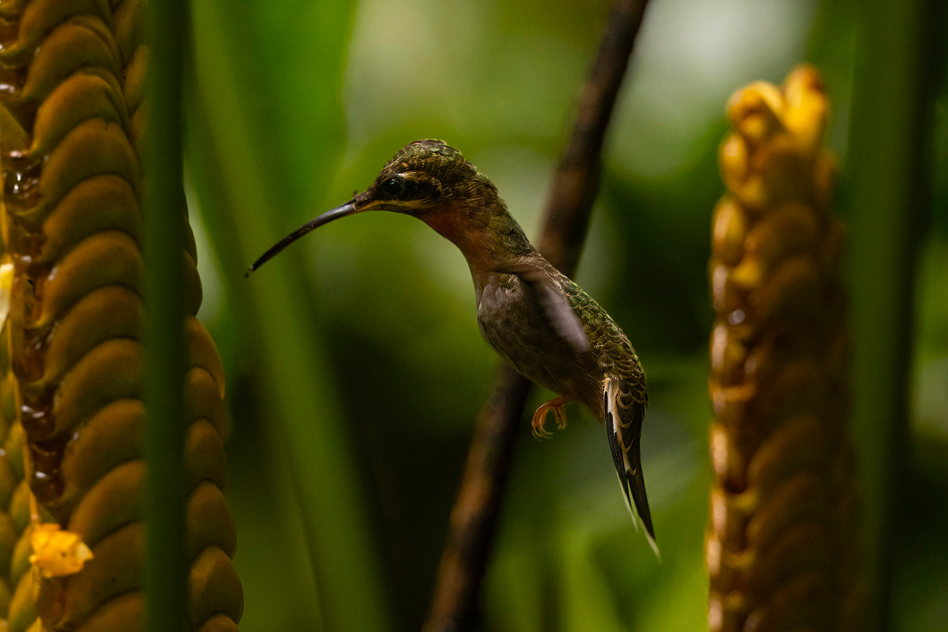 Band-tailed Barbthroat — La Selva Biological Station, Costa Rica