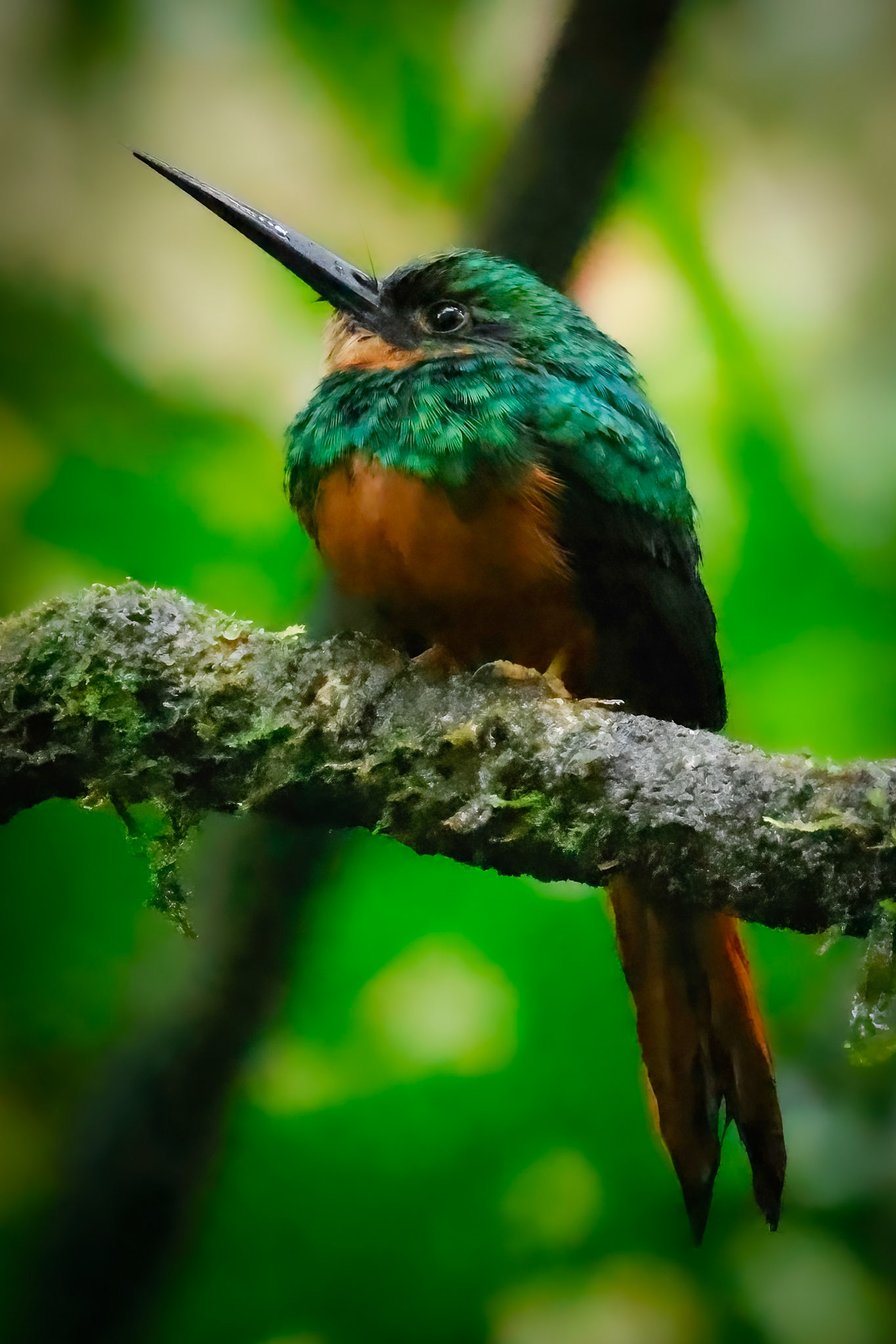 Rufous-tailed Jacamar — La Selva Biological Station