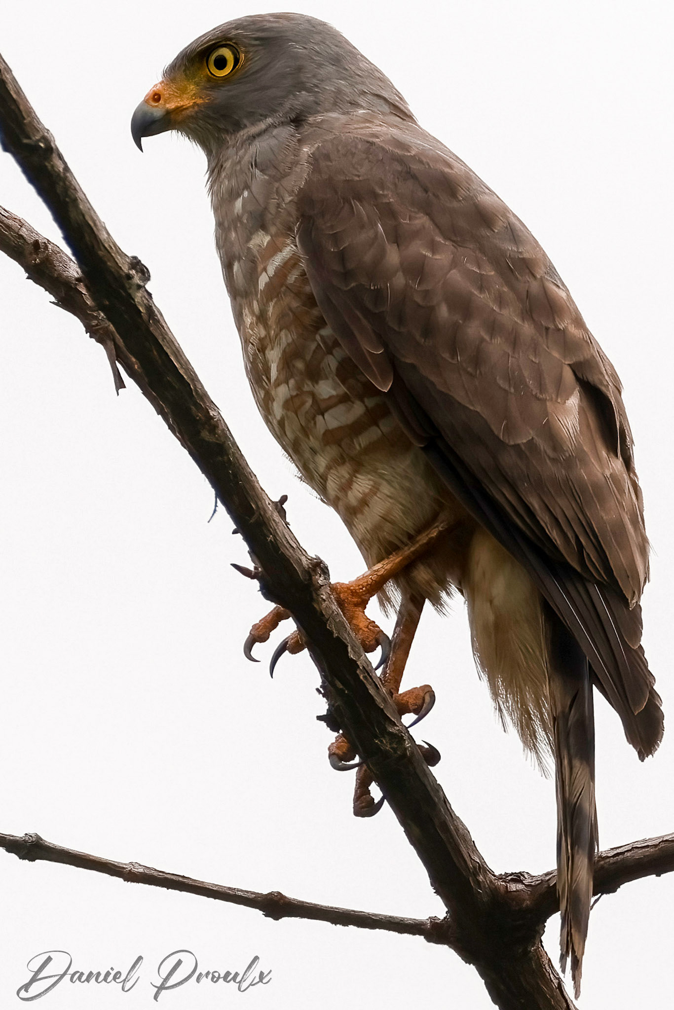 Roadside Hawk — Yatama Birding Route, Costa Rica