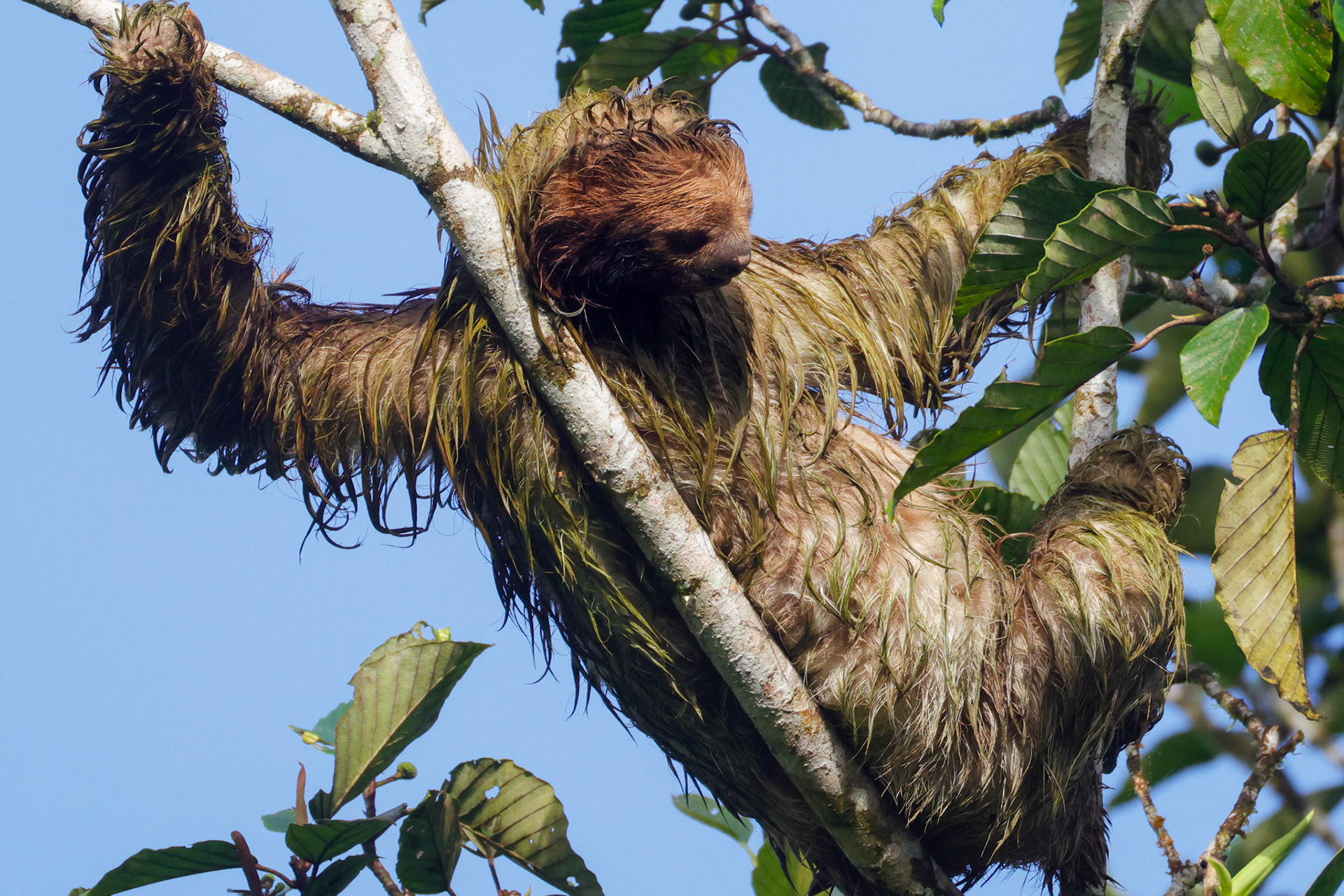 Three-toed Sloth — La Selva Biological Station