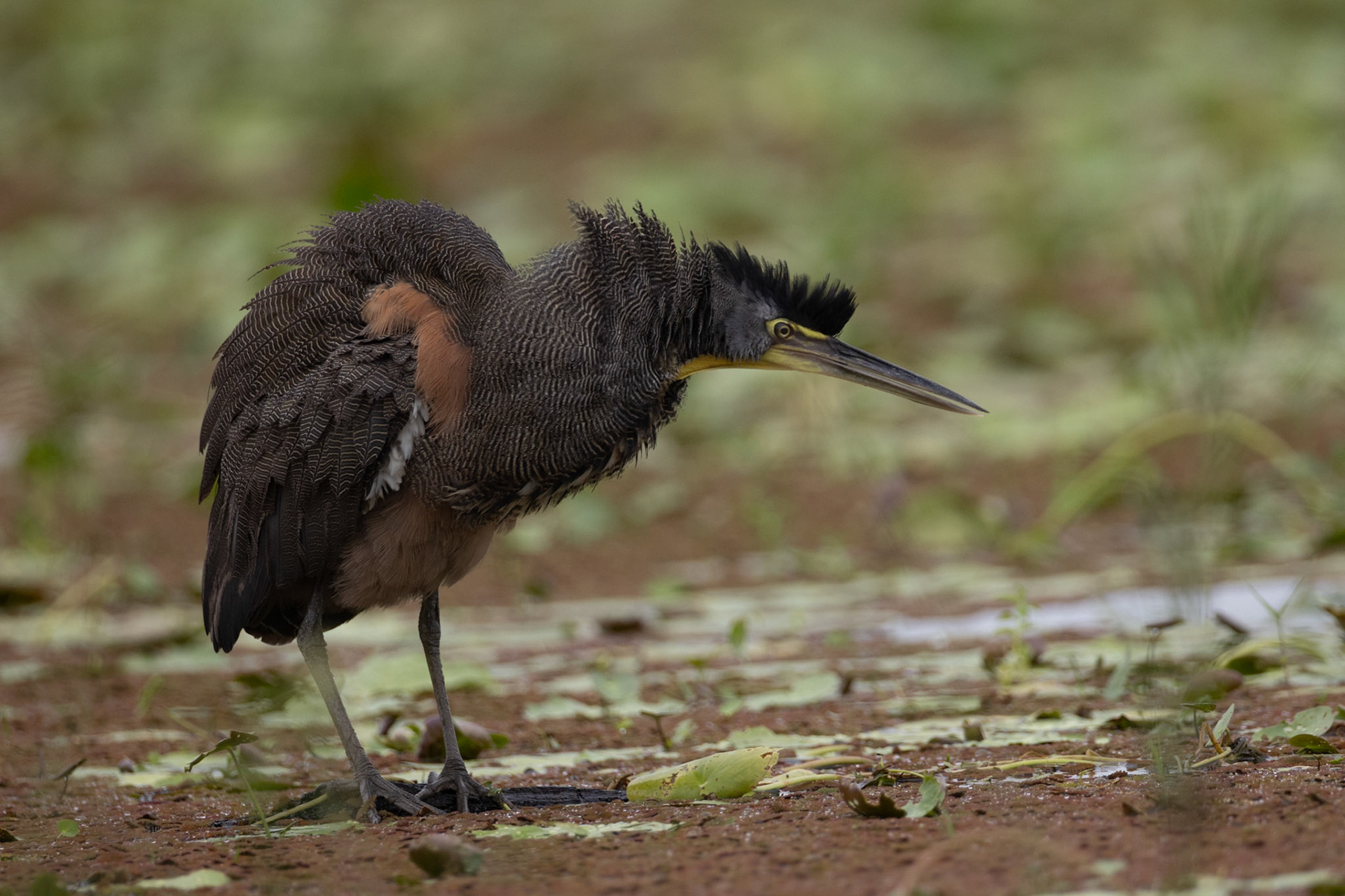 Bare-throated Tiger-Heron — Caño Negro Wildlife Refuge