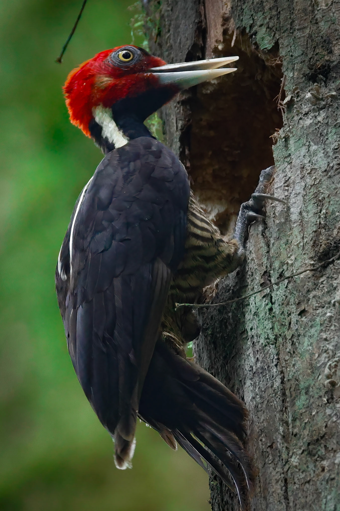 Pale-billed Woodpecker — La Selva Biological Station