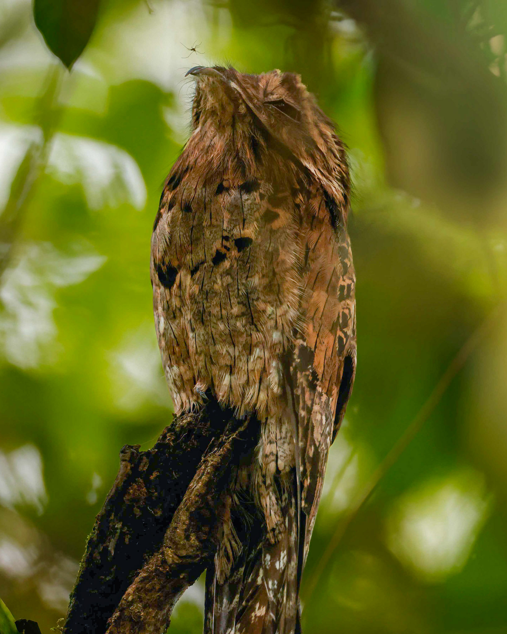 Common Potoo — Caño Negro Wildlife Refuge, Costa Rica