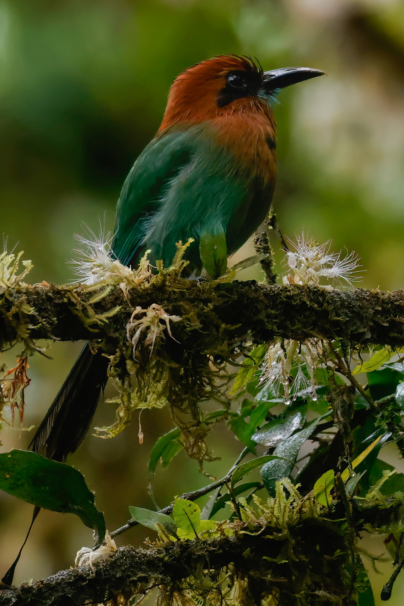 Broad-billed Motmot — La Selva Biological Station