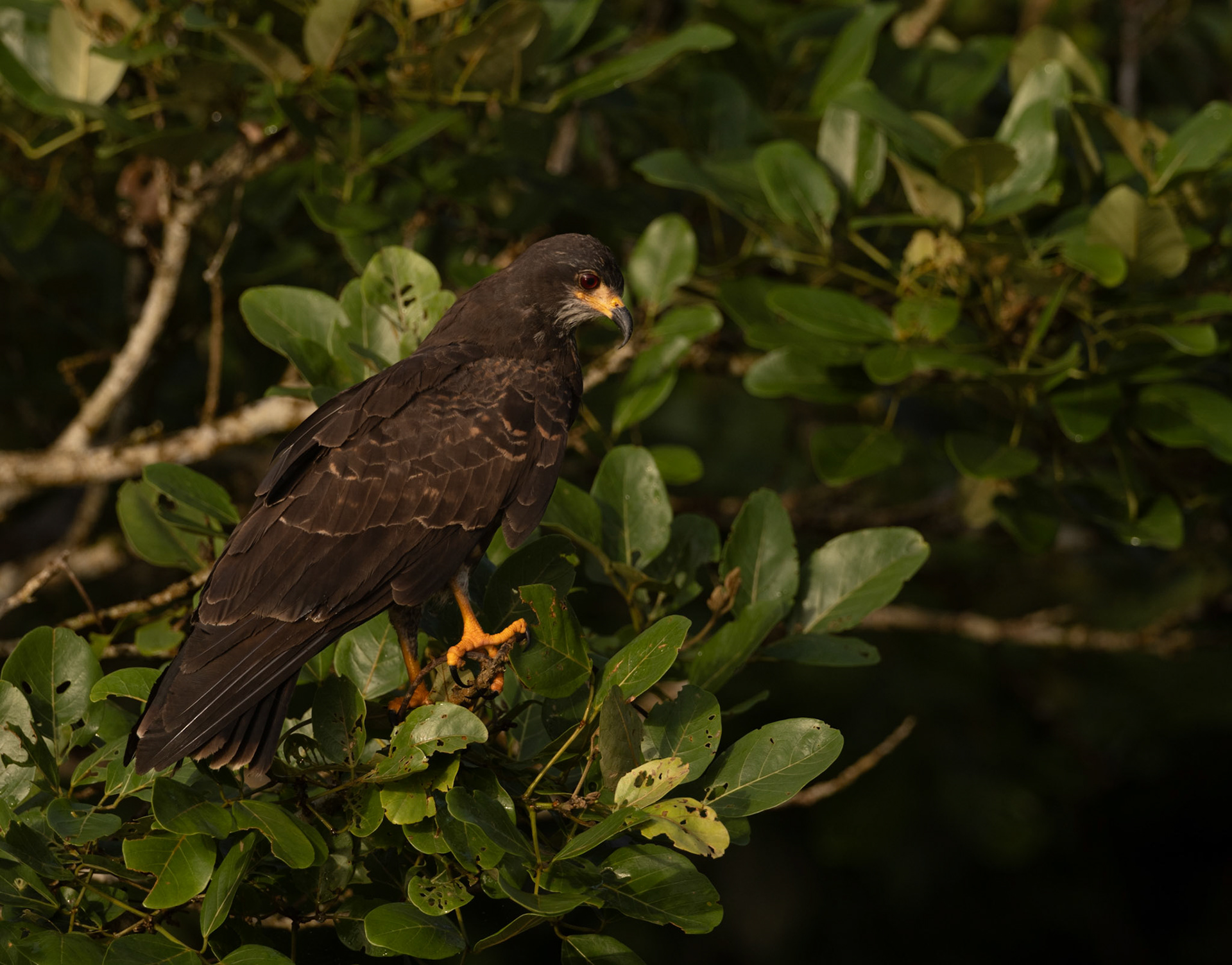 Snail Kite — Caño Negro Wildlife Refuge