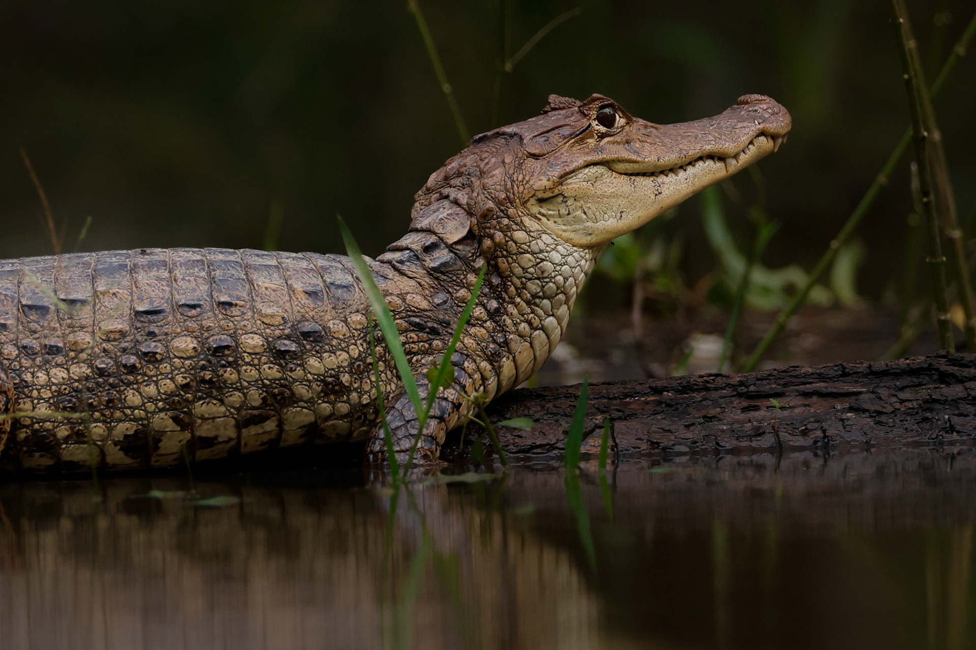 Spectacled Caiman — Caño Negro Wildlife Refuge, Costa Rica