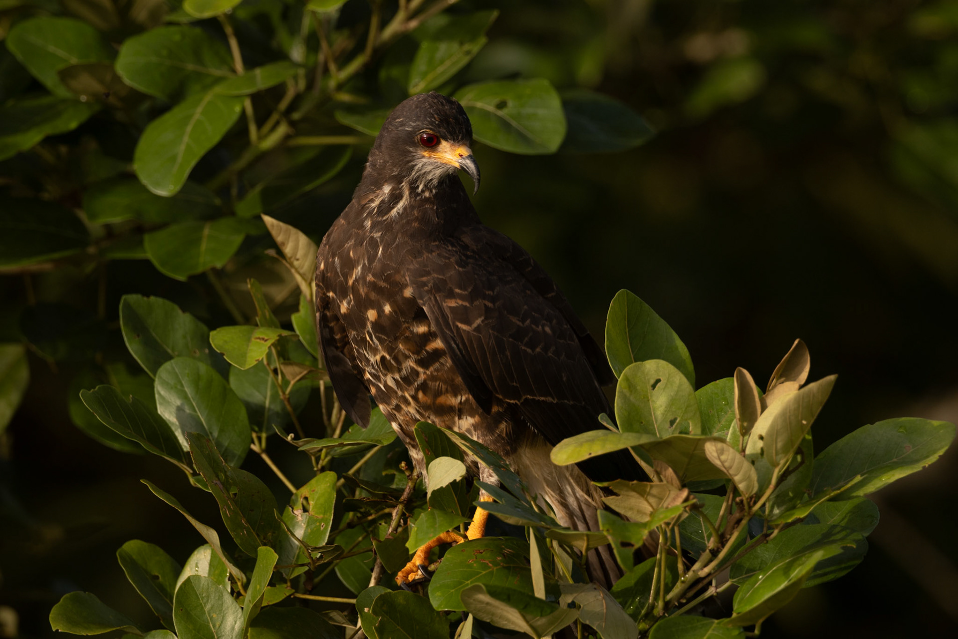 Snail Kite — Caño Negro Wildlife Refuge