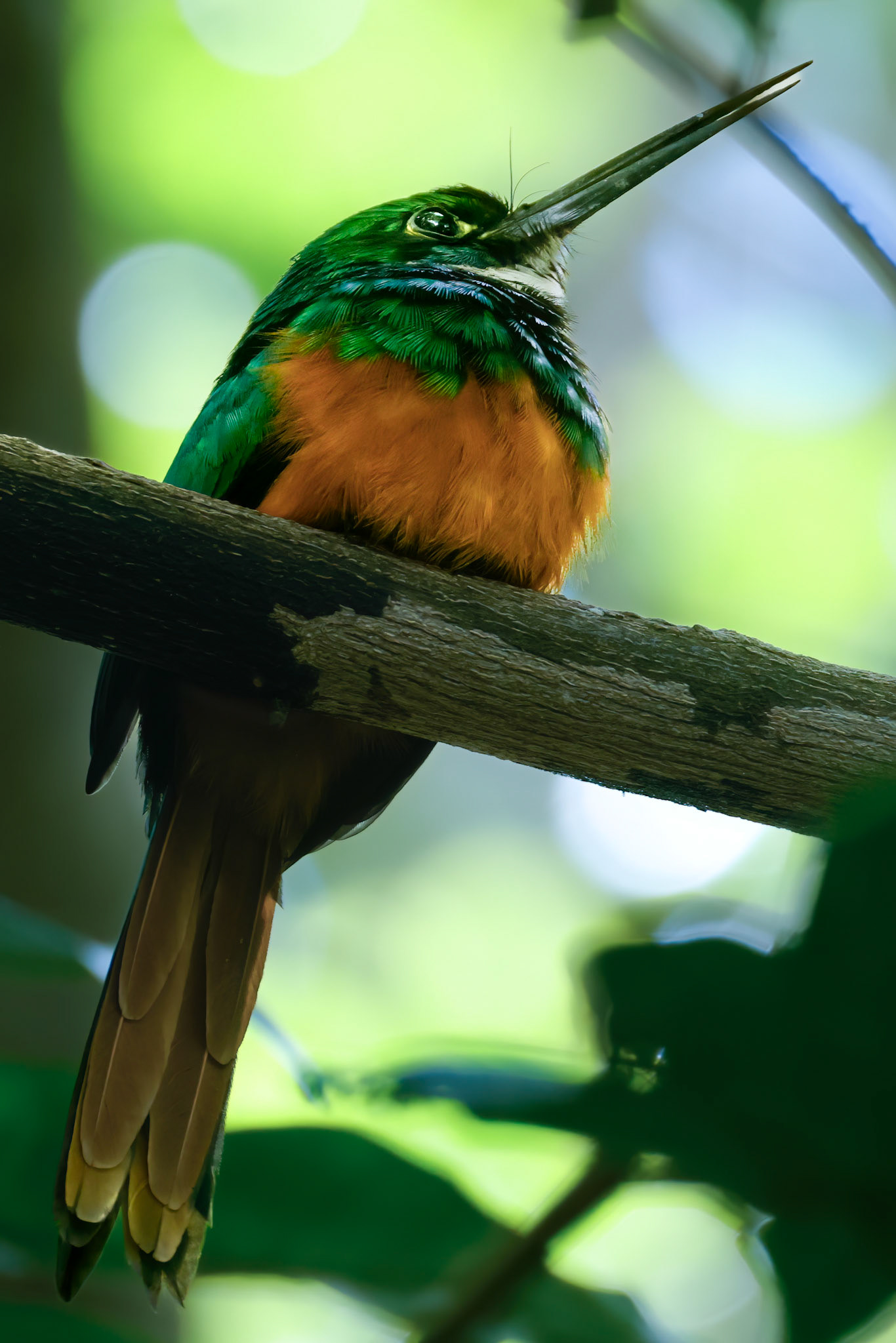 Rufous-tailed Jacamar — La Selva Biological Station