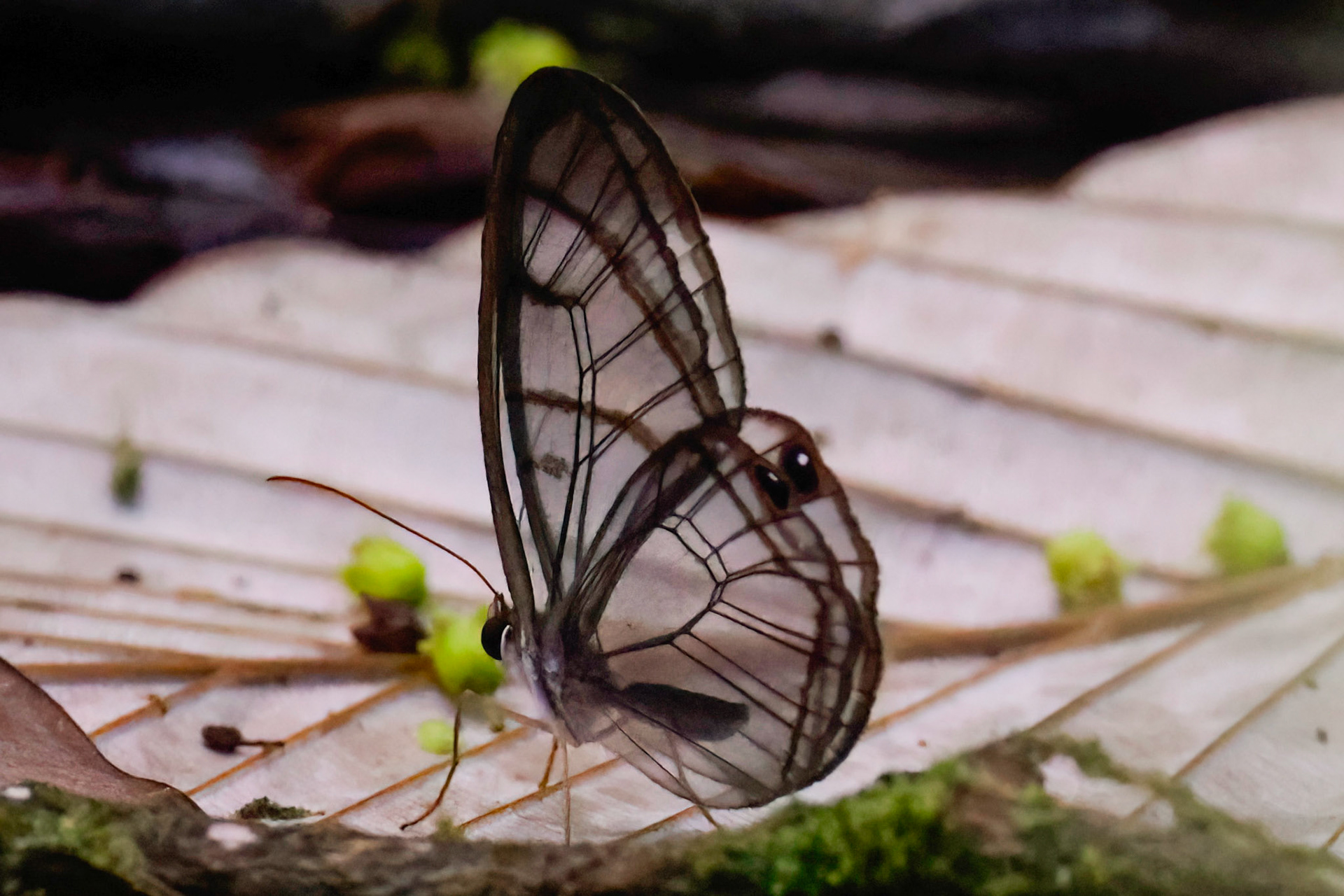 Glasswing Butterfly — Yatama Ecolodge