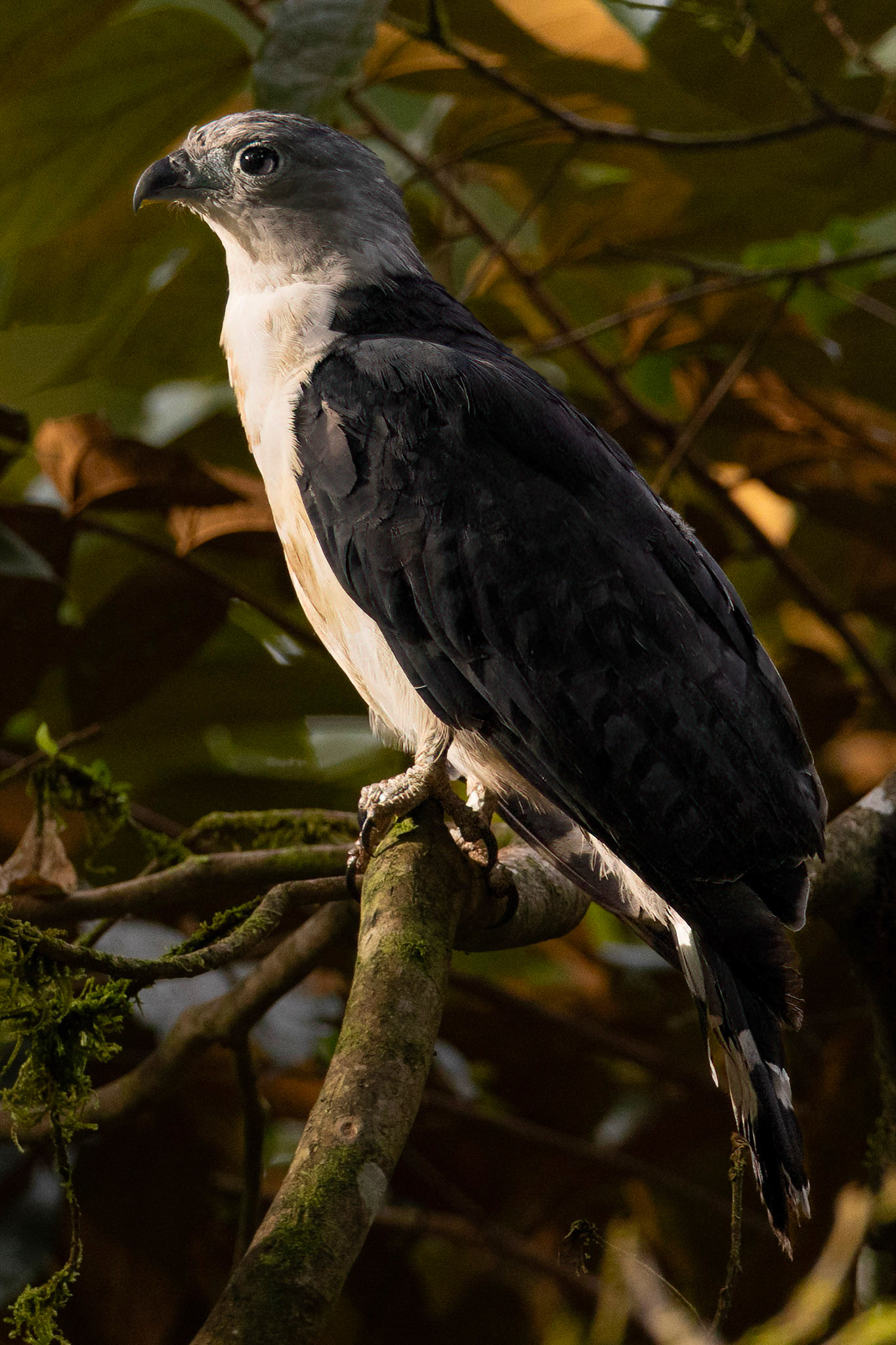 Gray-headed Kite — La Selva Biological Station, Costa Rica