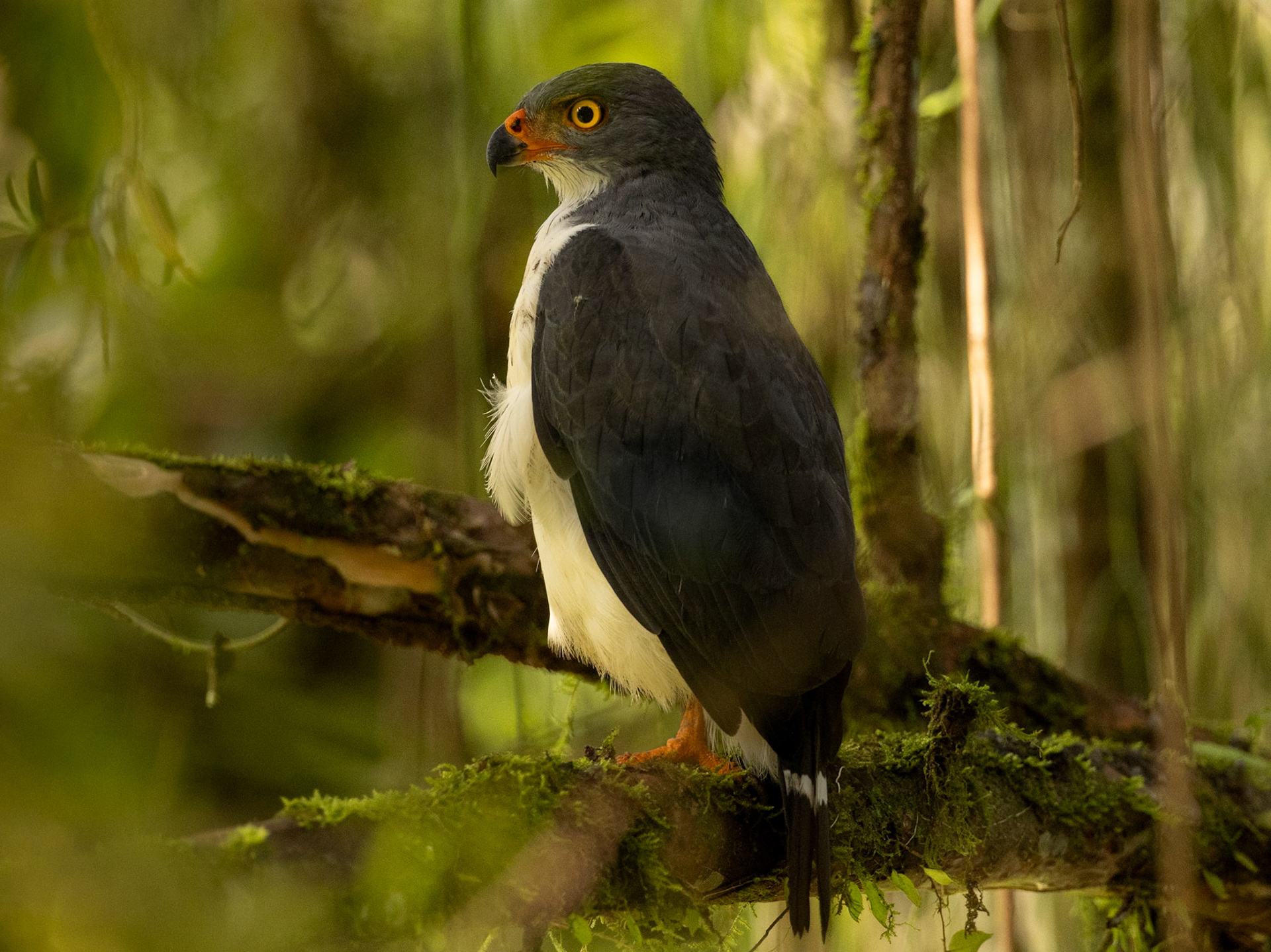 Semiplumbeous Hawk — La Selva Biological Station, Costa Rica