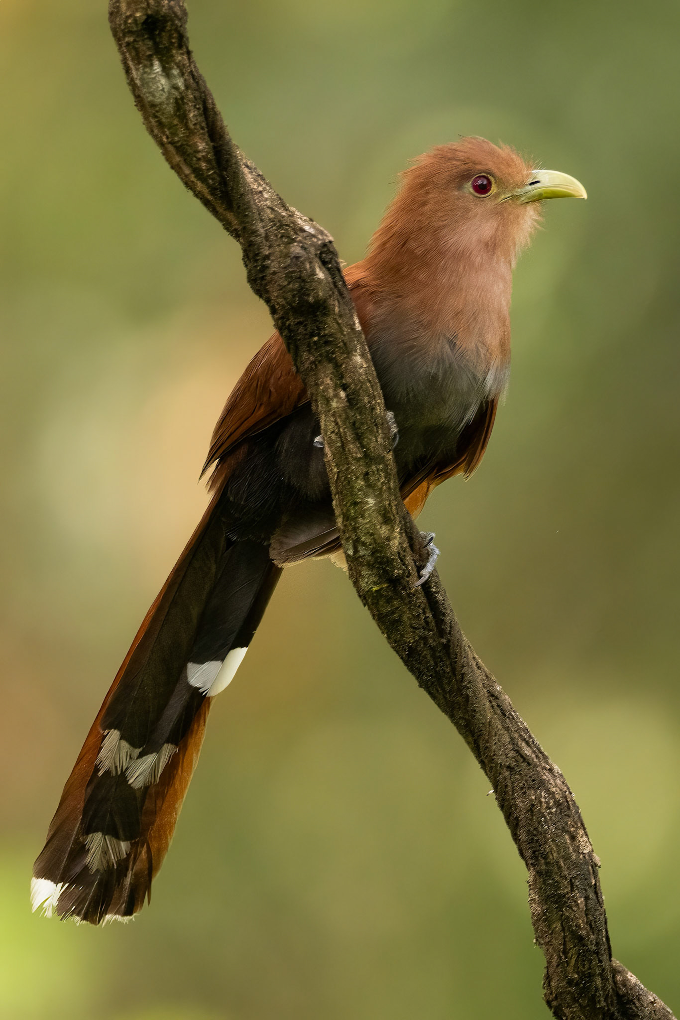 Squirrel Cuckoo — La Selva Biological Station, Costa Rica