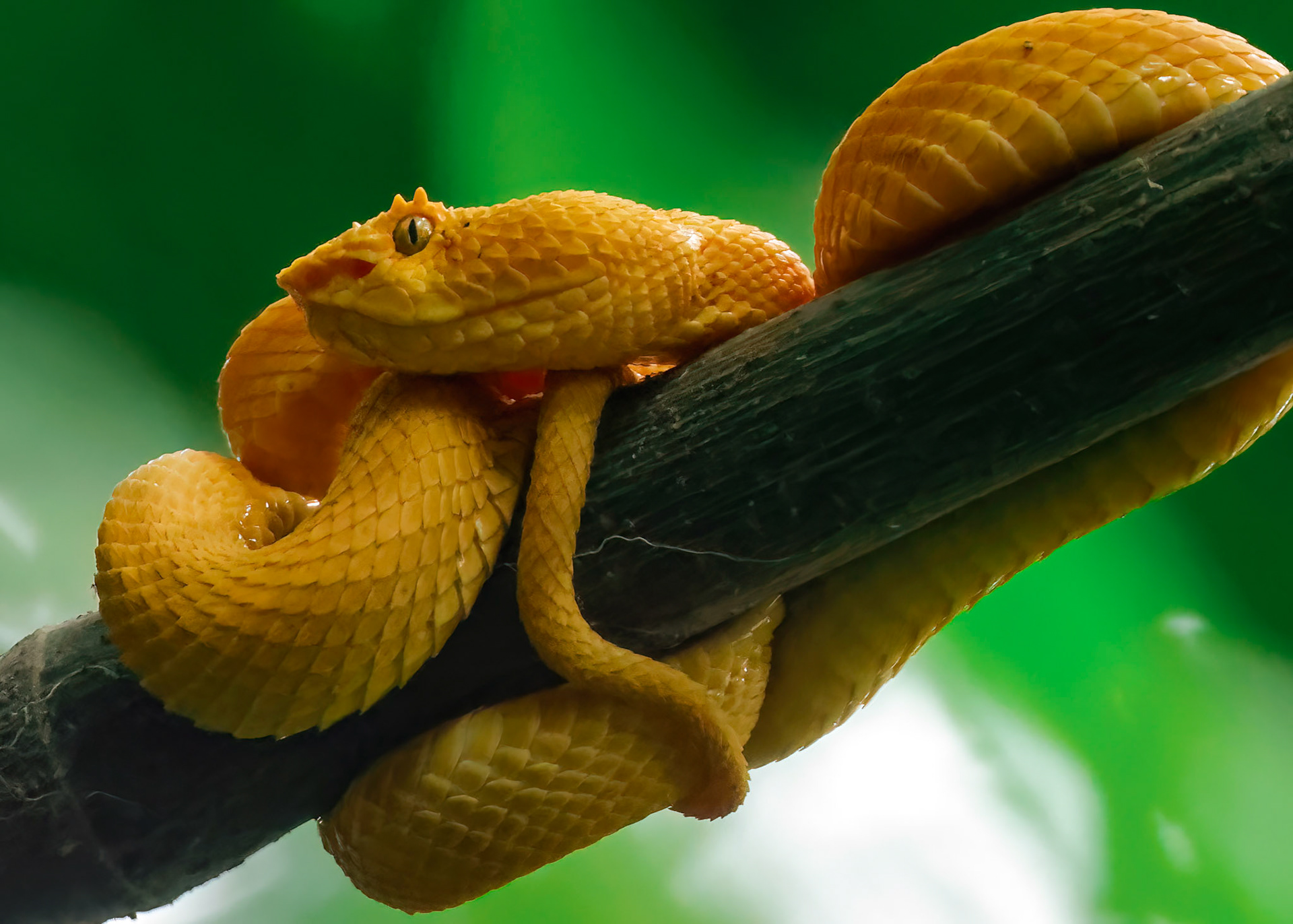Eyelash Viper — La Selva Biological Station, Costa Rica