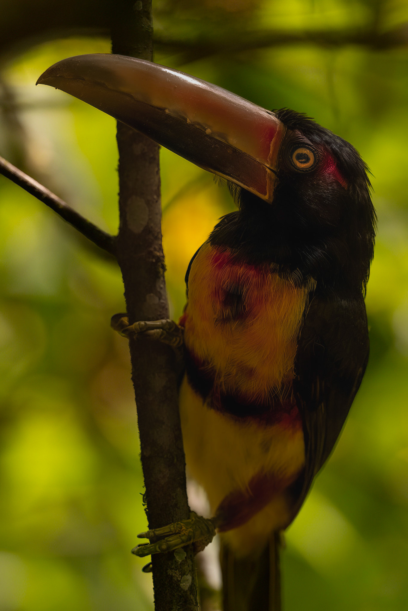 Collared Aracari — La Selva Biological Station, Costa Rica