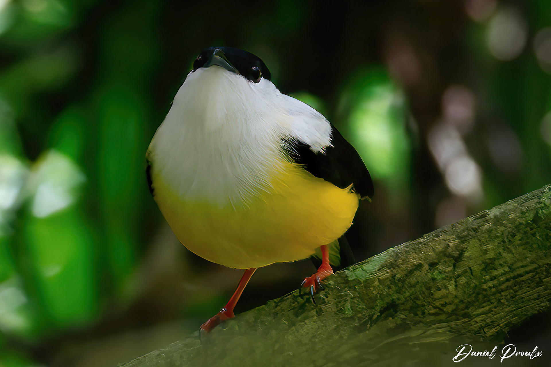 White-collared Manakin — Yatama Ecolodge