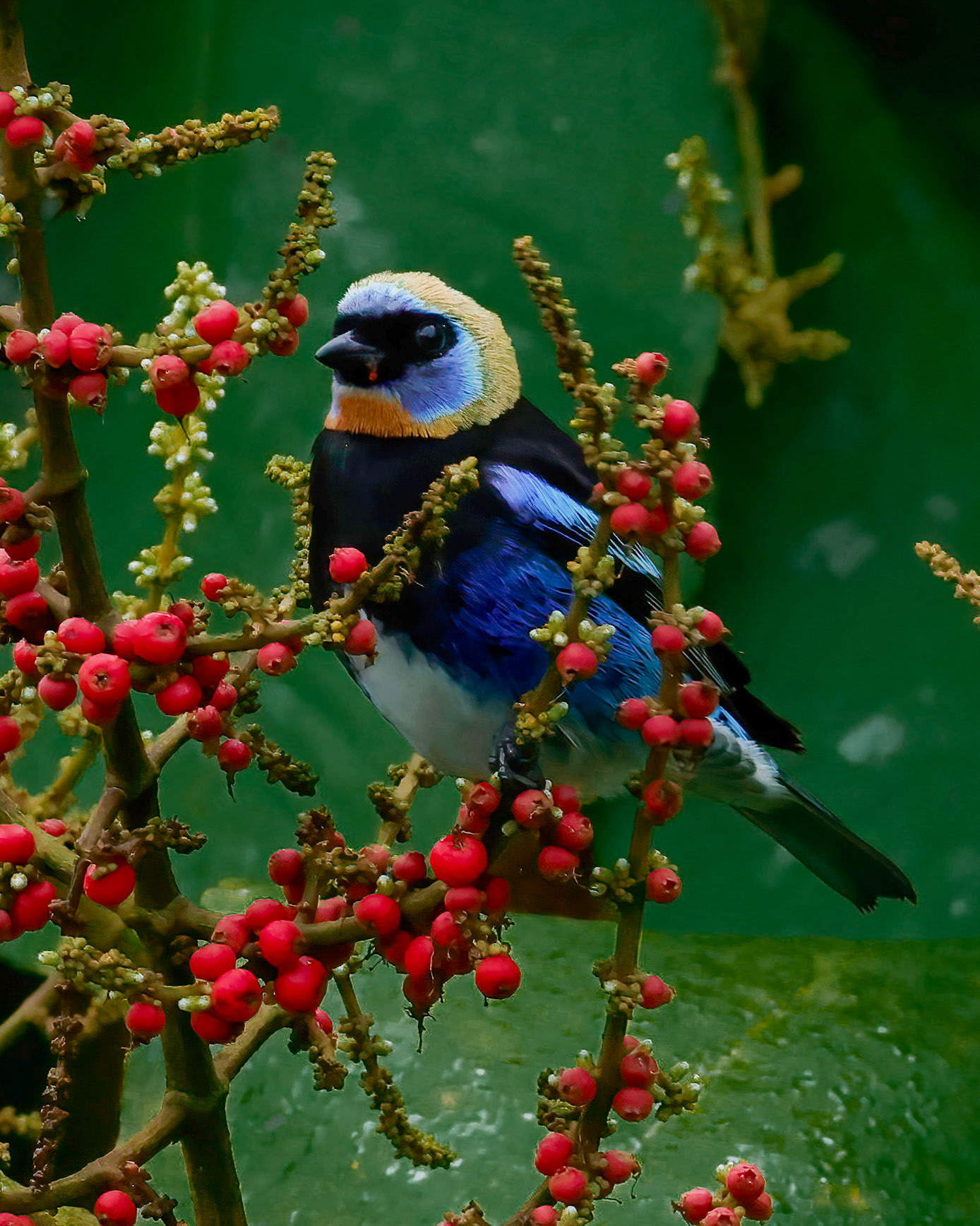 Golden-hooded Tanager — La Selva Biological Station