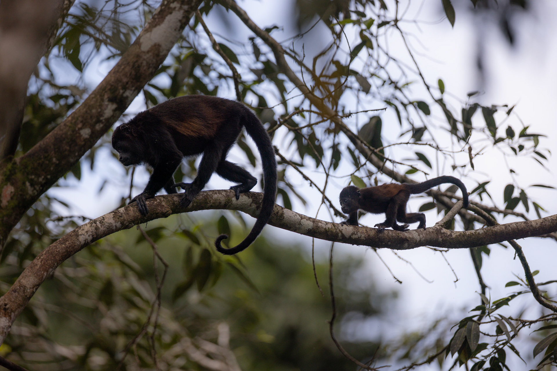 Mantled Howler Monkey — La Selva Biological Station, Costa Rica