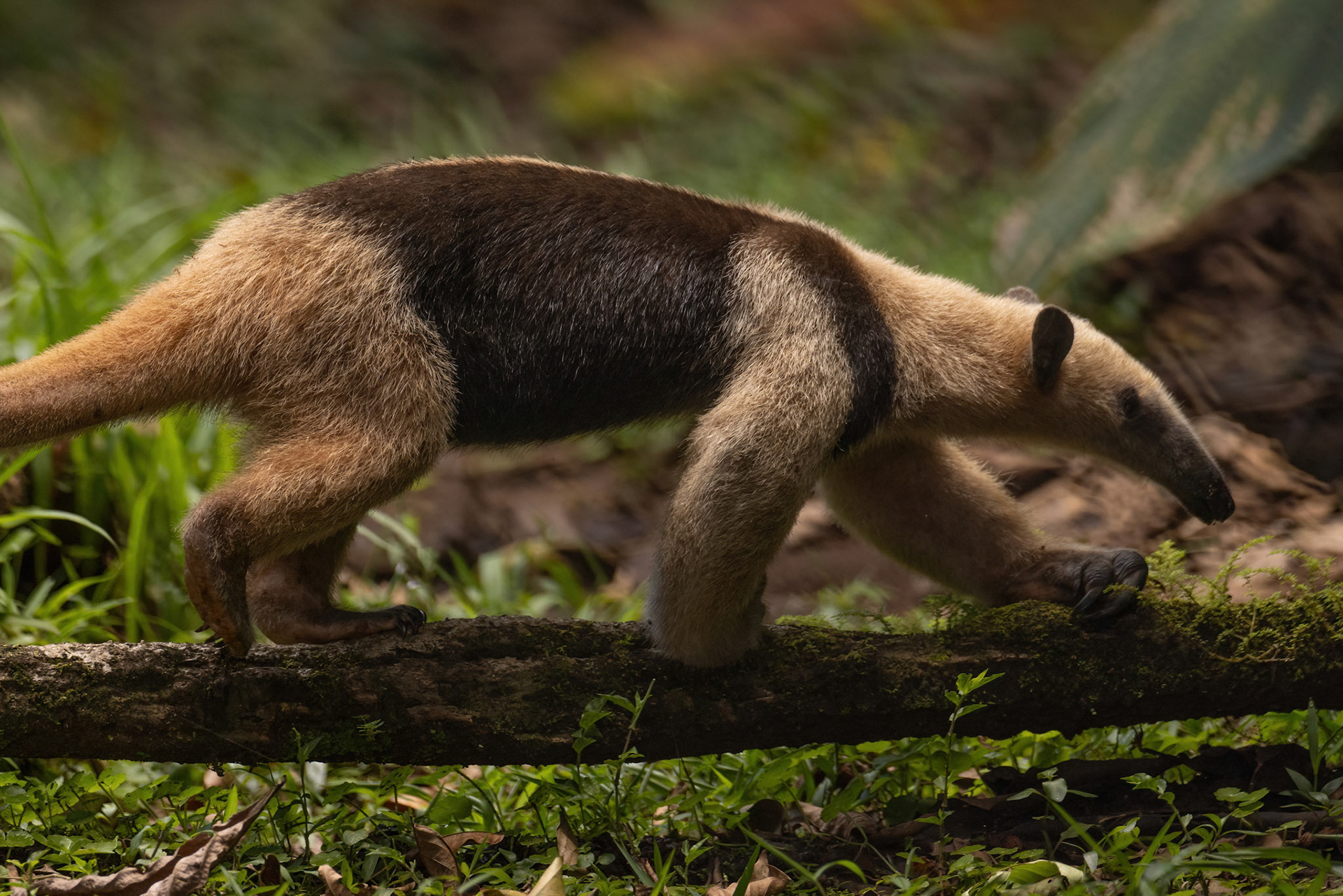 Northern Tamandua — La Selva Biological Station, Costa Rica