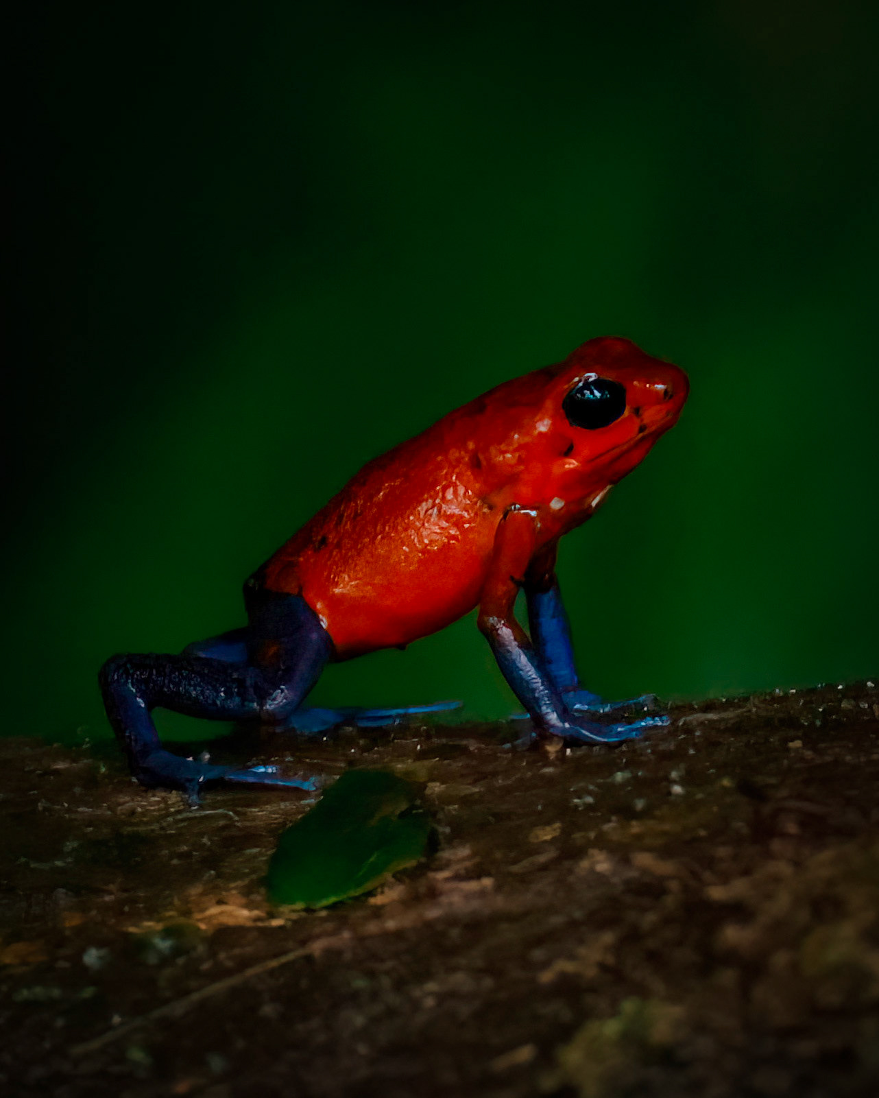 Strawberry Poison Dart Frog — La Selva Biological Station