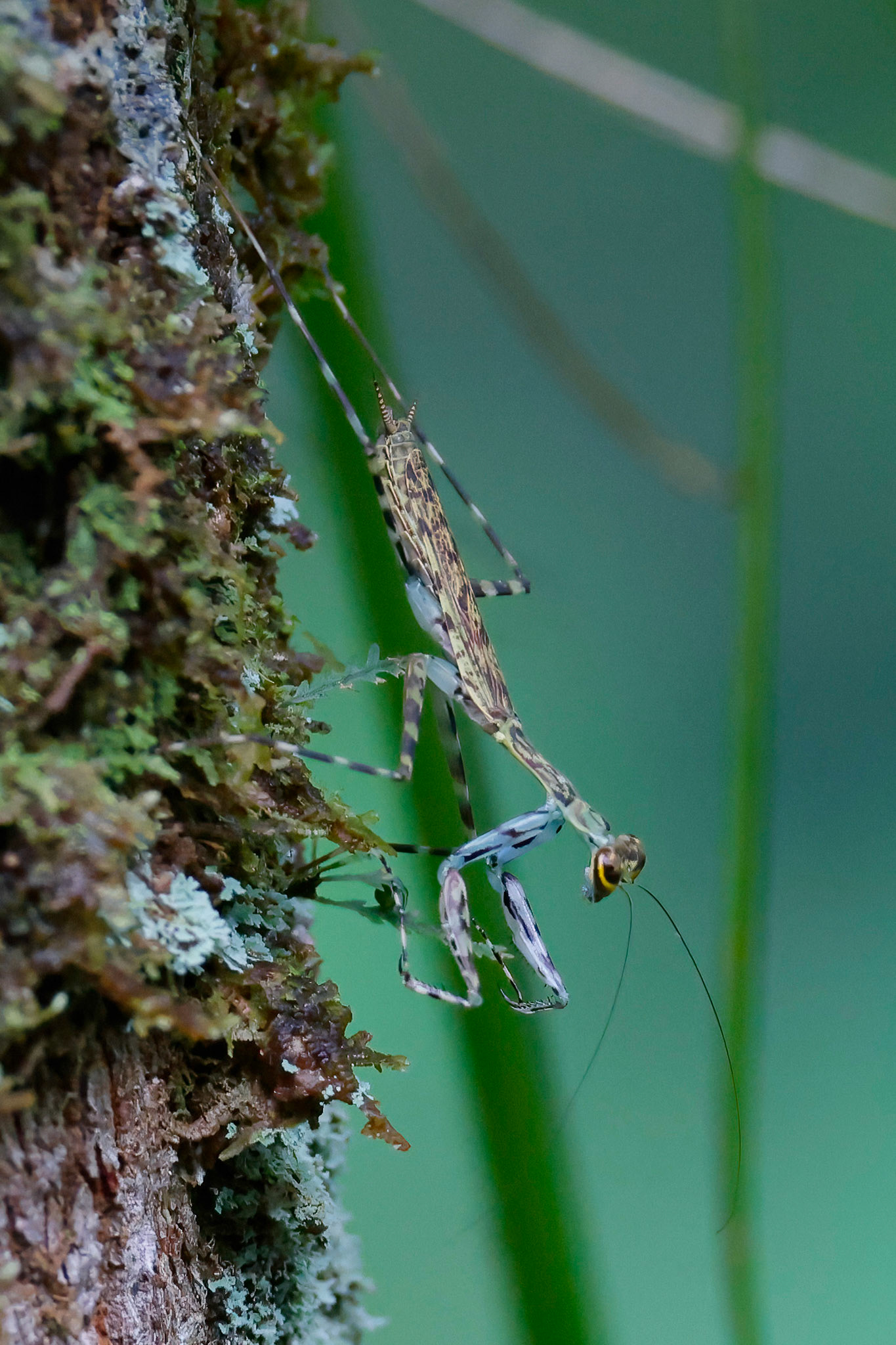 Moss Mantis — Yatama Ecolodge
