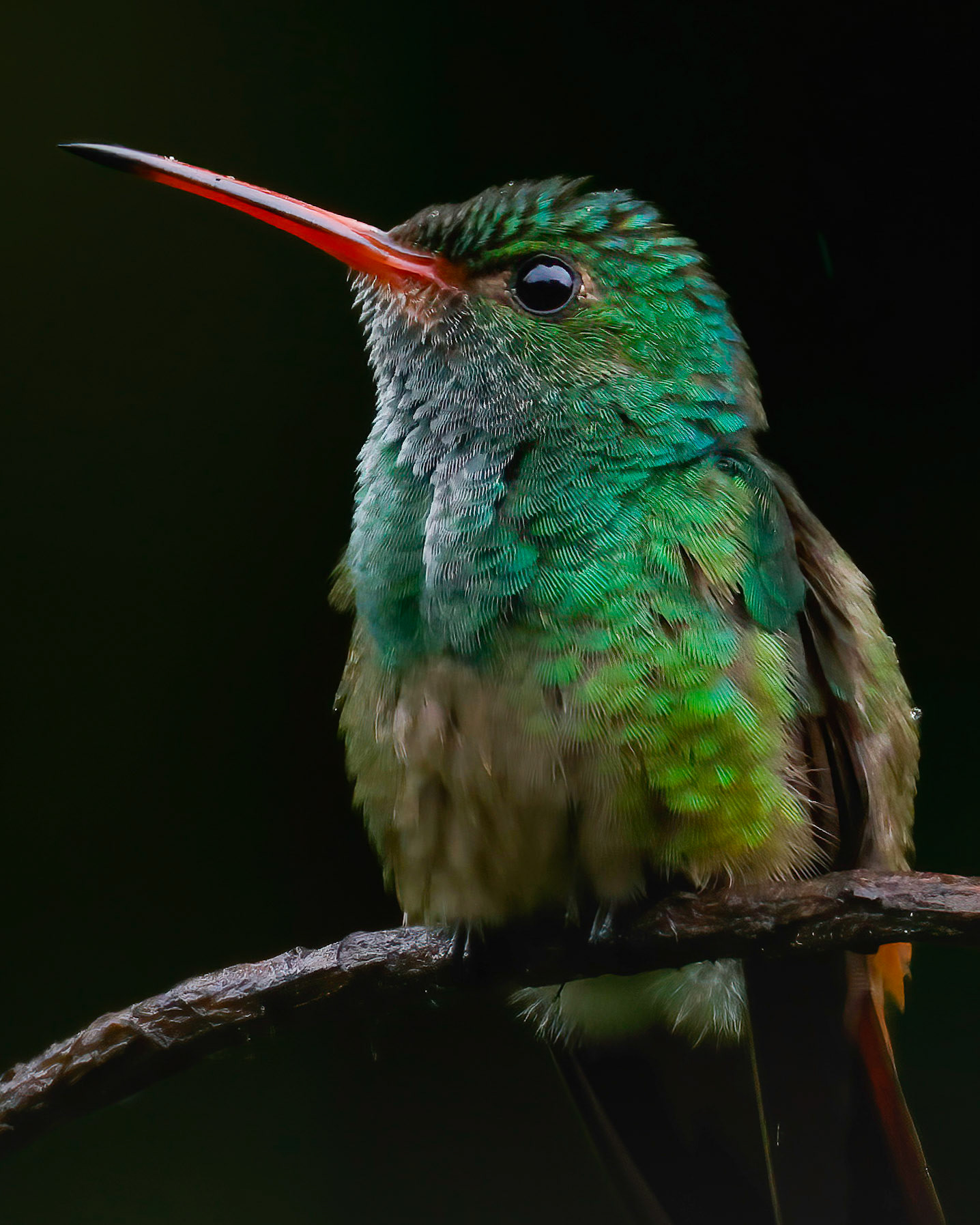 Rufous-tailed Hummingbird — La Selva Biological Station