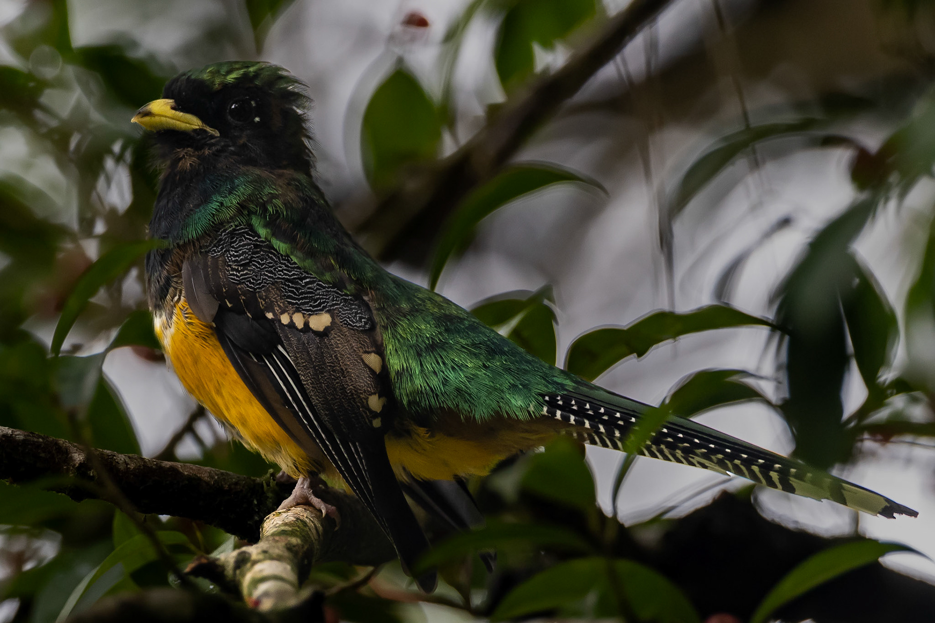 Black-throated Trogon — Arenal, Costa Rica