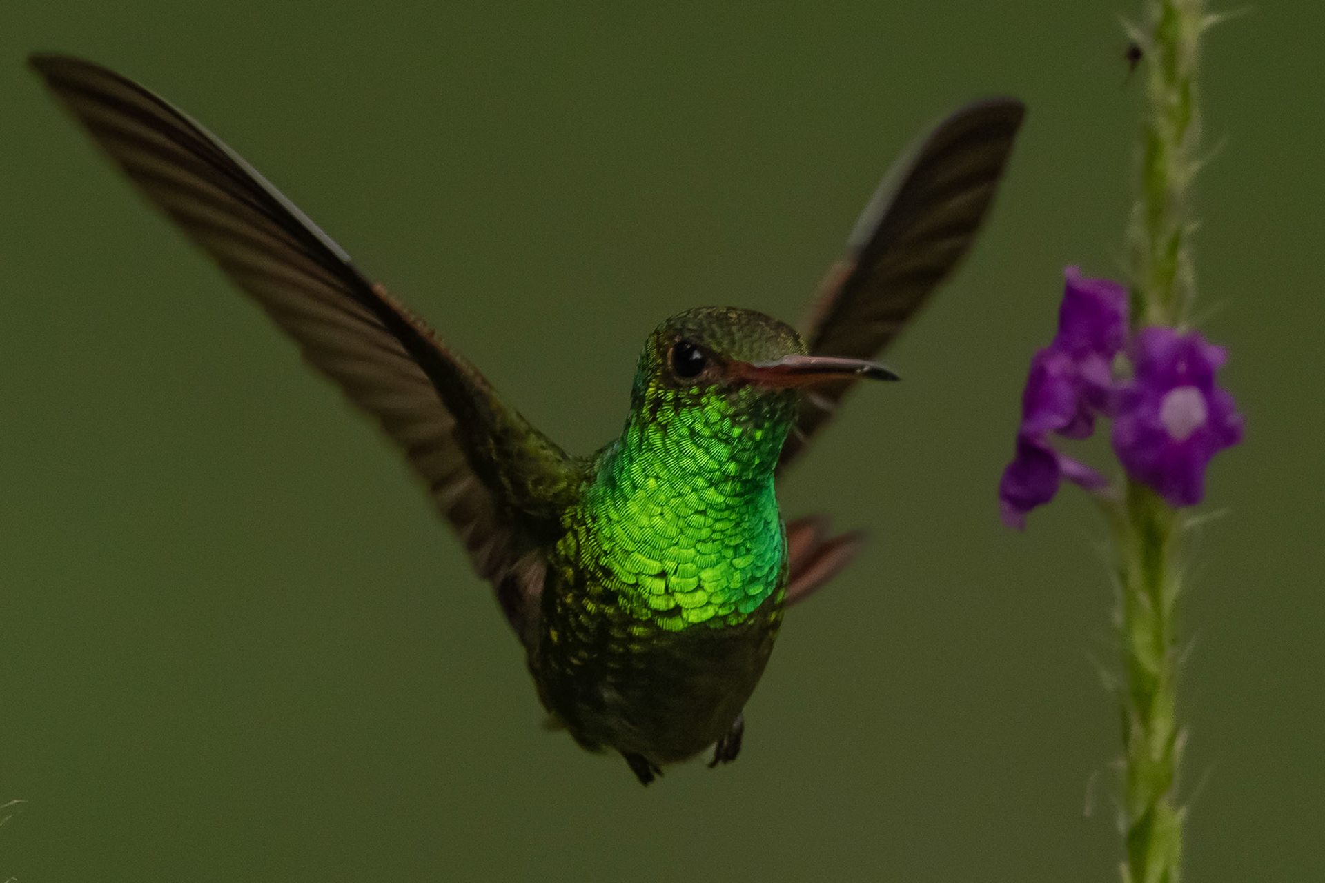 Rufous-tailed Hummingbird in flight — Arenal, Costa Rica