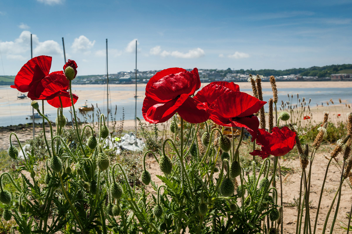 Poppies at Rock