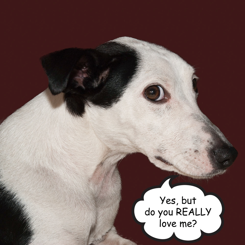 Reg the dog feeling a bit insecure