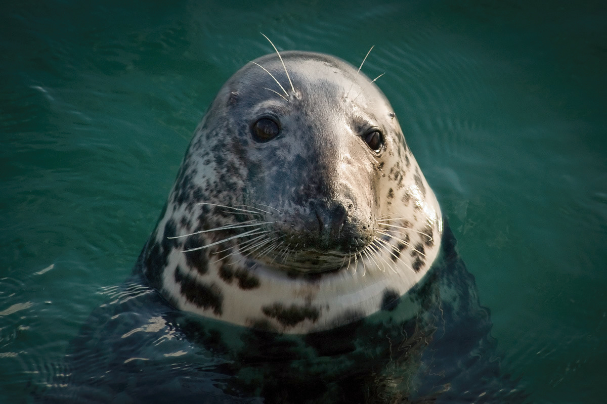 Seal in St Ives harbour