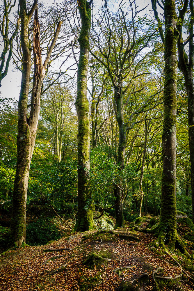 Trevaylor Woods