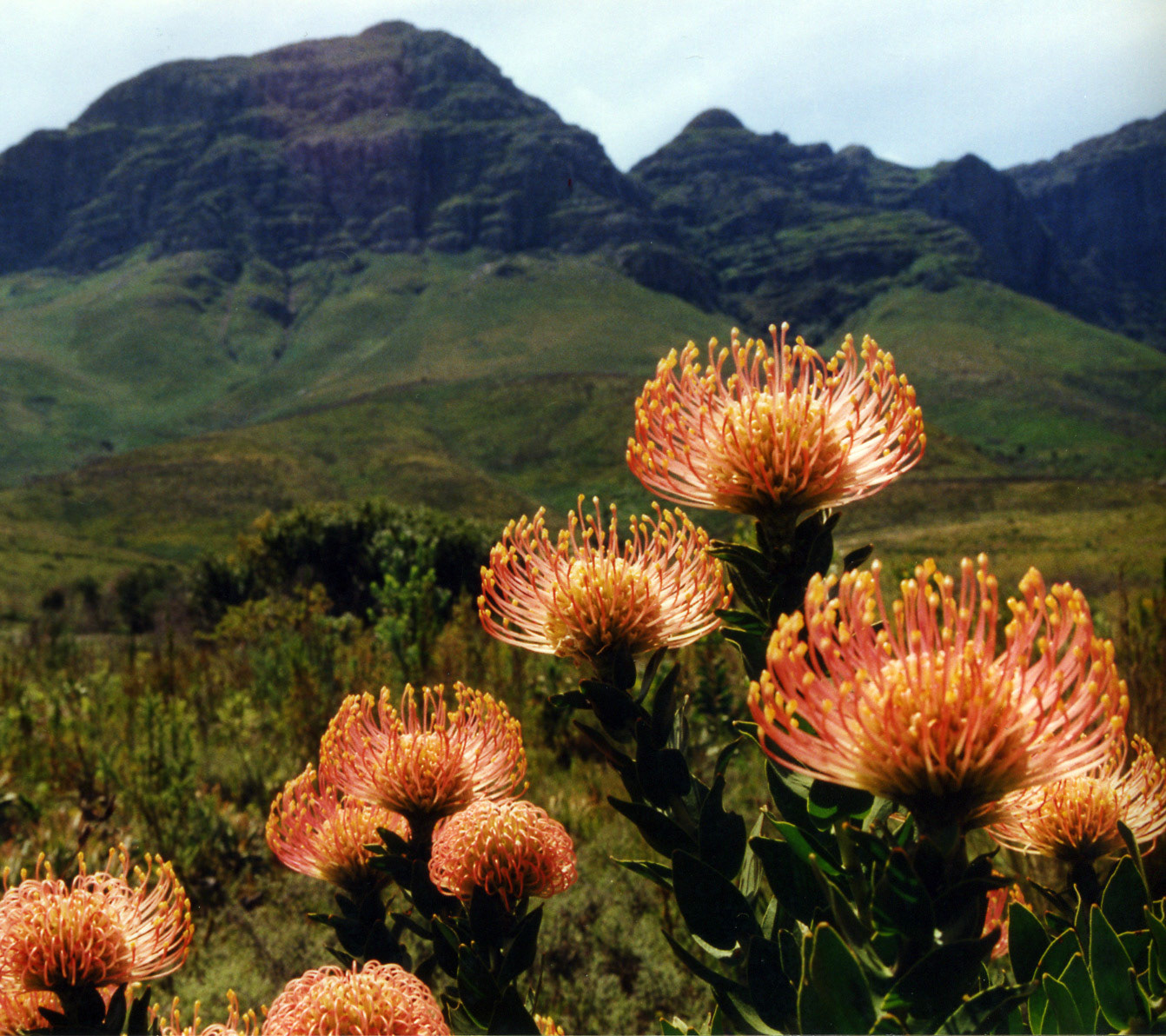 Proteas at the Helderberg, South Africa