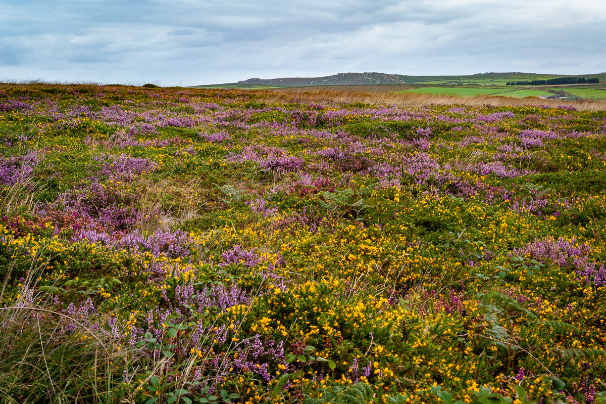 On the moors near Mulfra