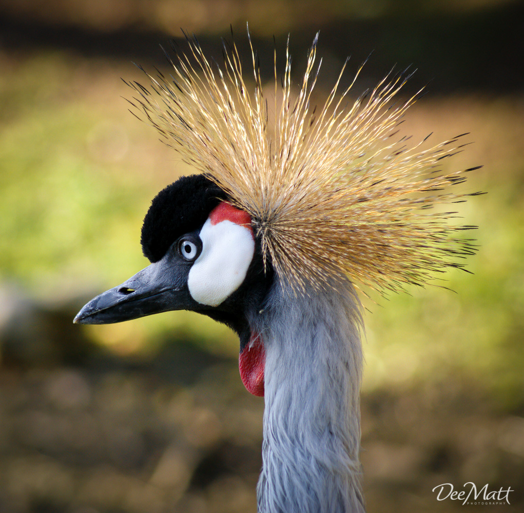 Crested crane, South Africa
